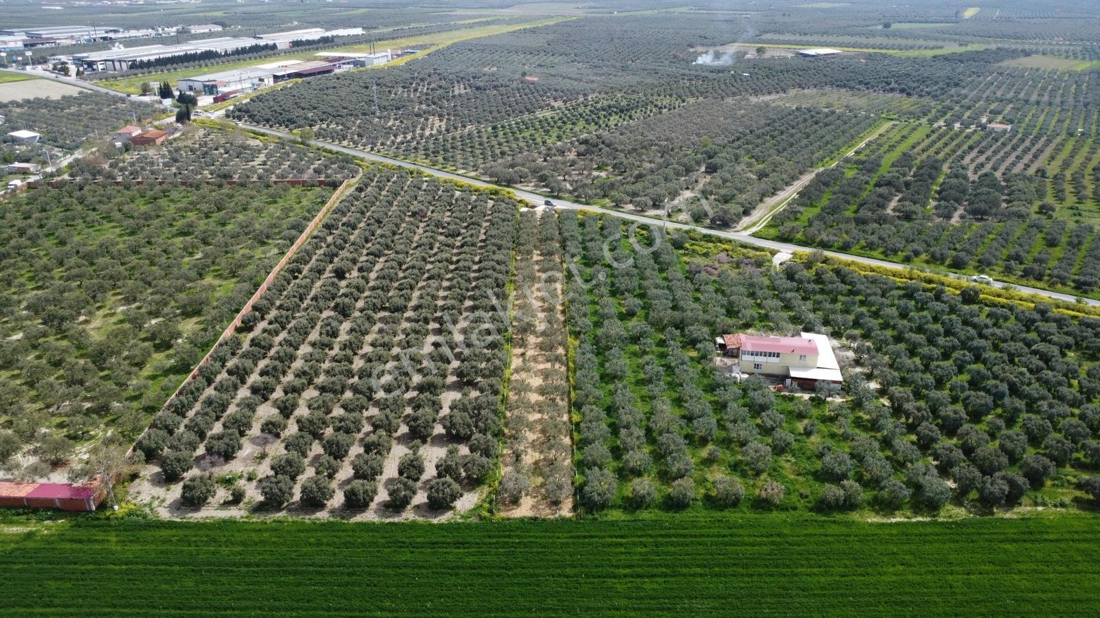 Zeytinliova Yoluna Sıfır 1825 M2 Hobi Bahçesi - Görsel 14