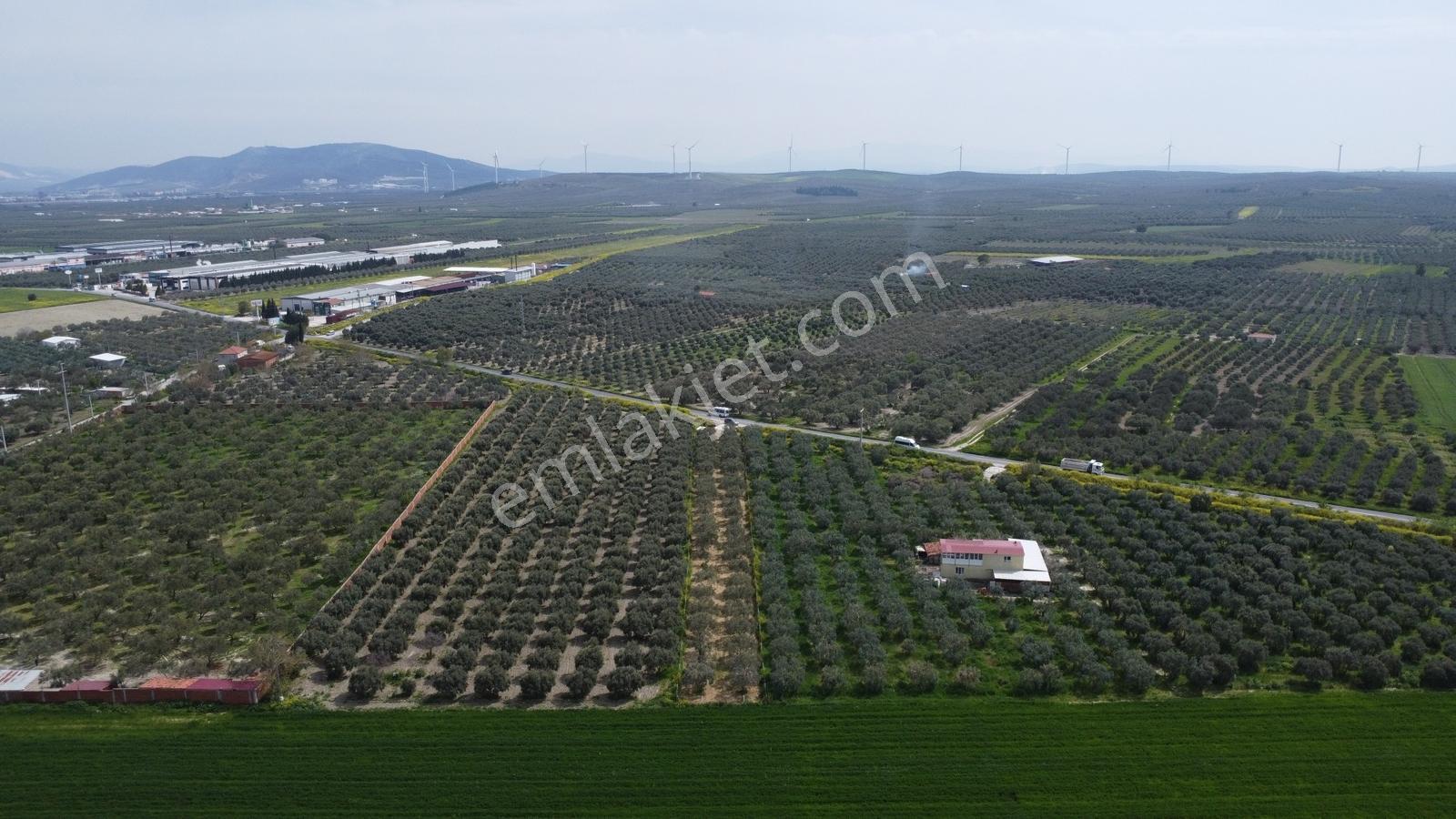 Zeytinliova Yoluna Sıfır 1825 M2 Hobi Bahçesi - Görsel 13