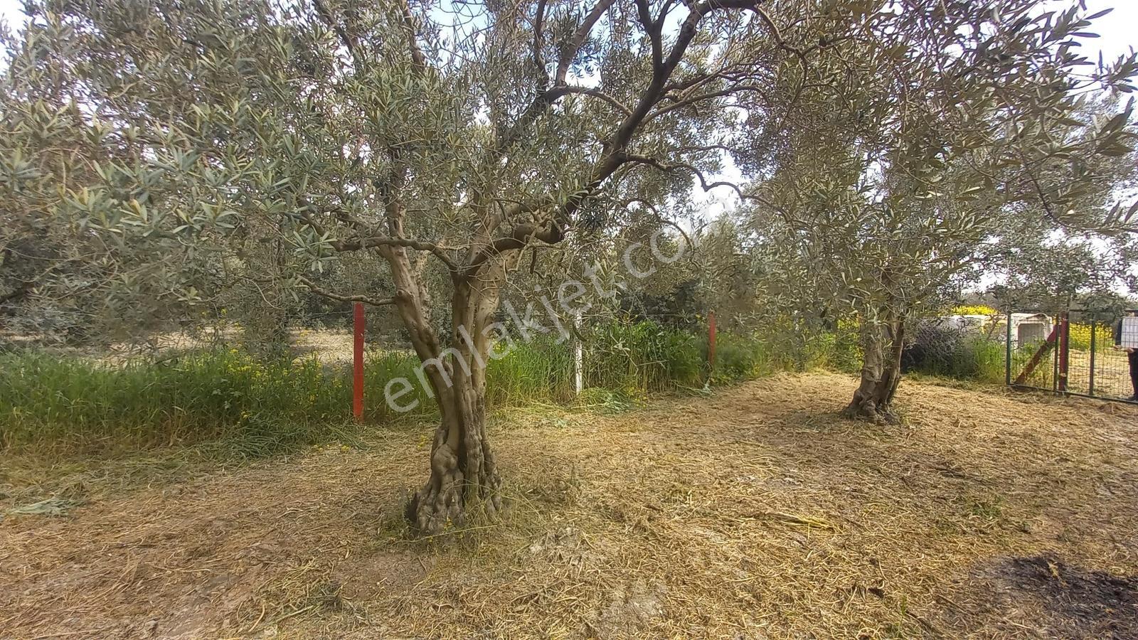 Zeytinliova Yoluna Sıfır 1825 M2 Hobi Bahçesi - Görsel 9