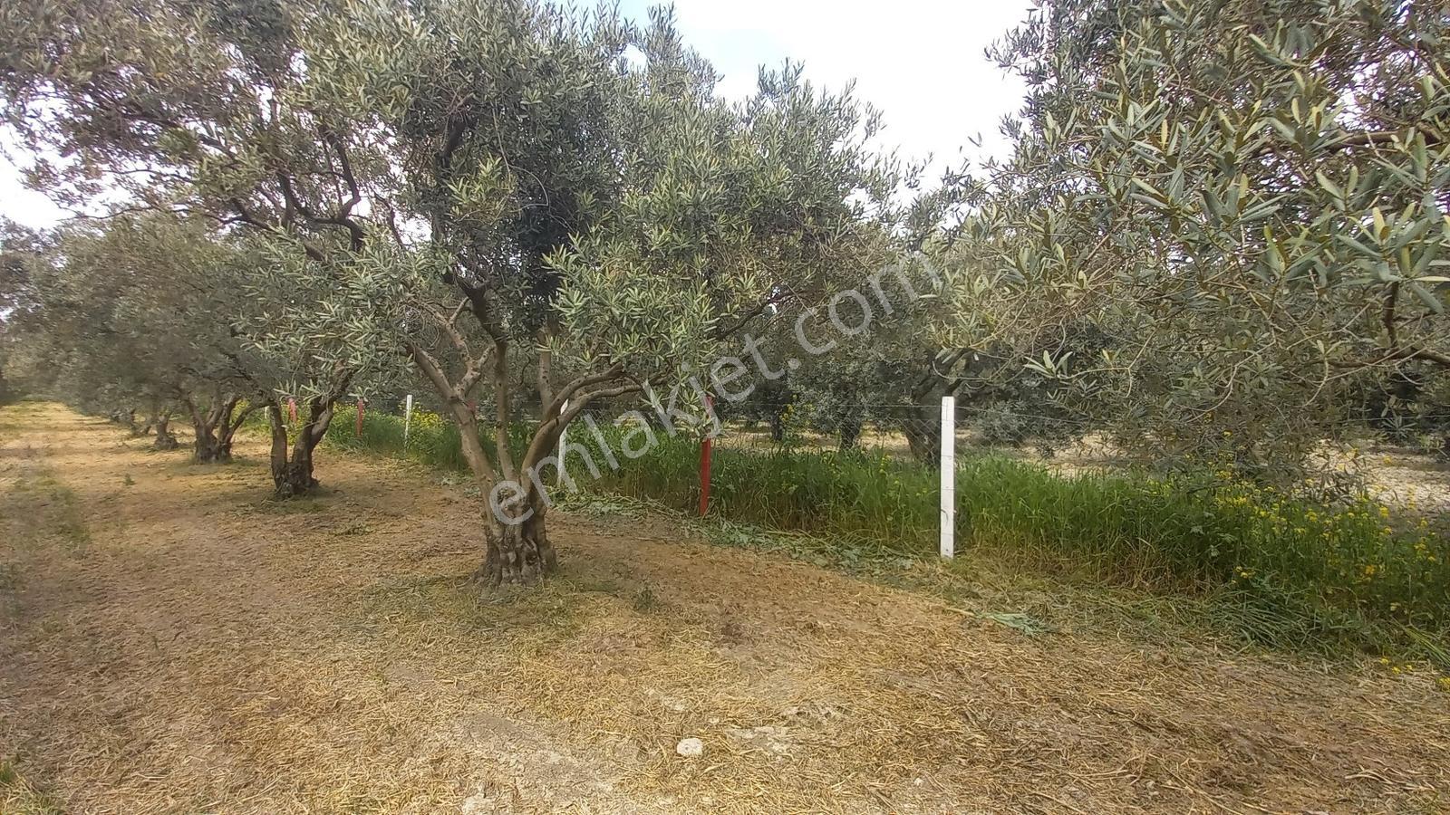 Zeytinliova Yoluna Sıfır 1825 M2 Hobi Bahçesi - Görsel 8