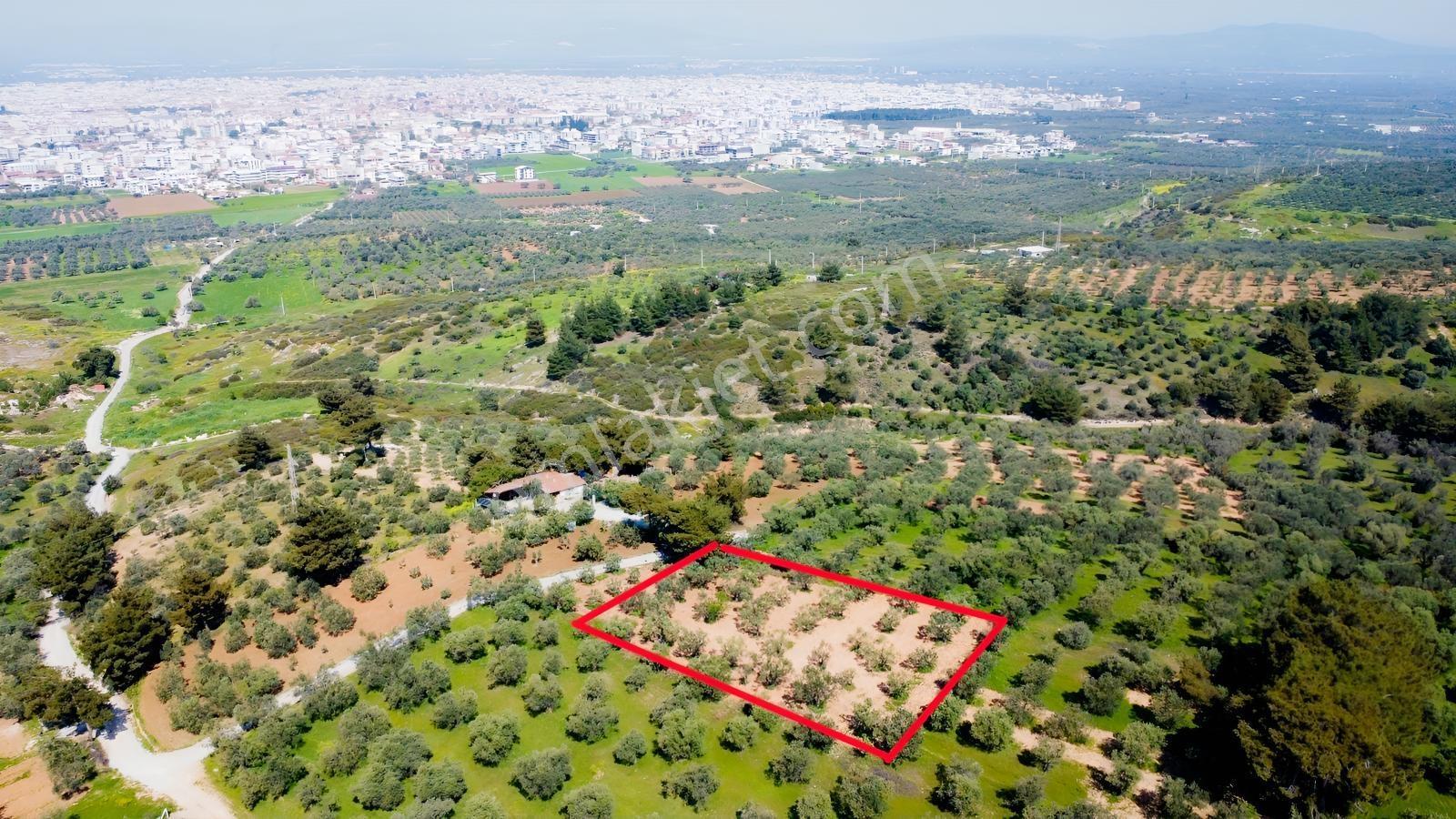 Cumhuriyet Mah. Akhisar Manzaralı Bahçe - Görsel 4