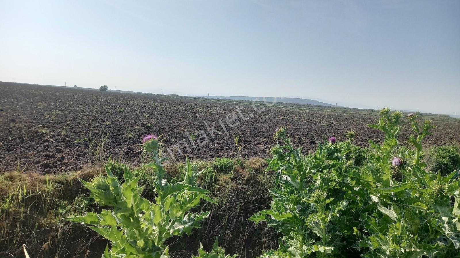 Saruhanlı Kayışlar Yakını 9 Dönüm Tarla - Görsel 15