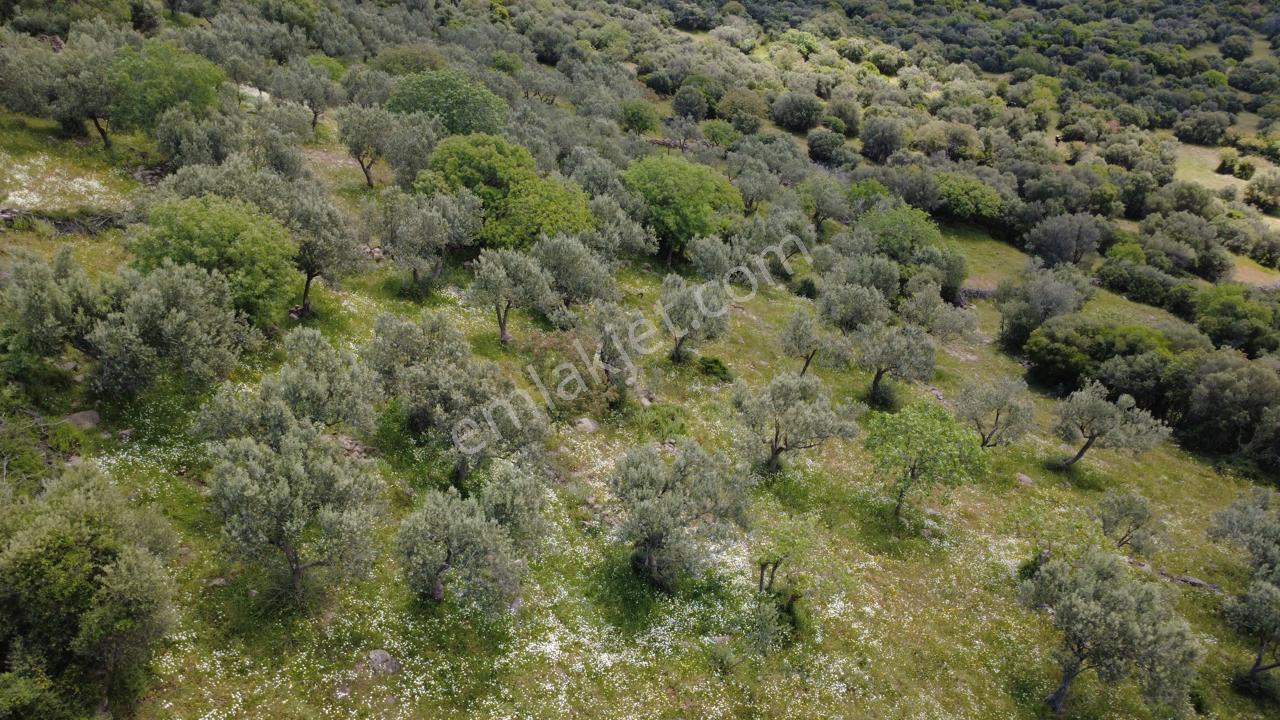 Hacıömerlide Satılık 20.000m2 Yola Cephe Satılık Arazi - Görsel 11