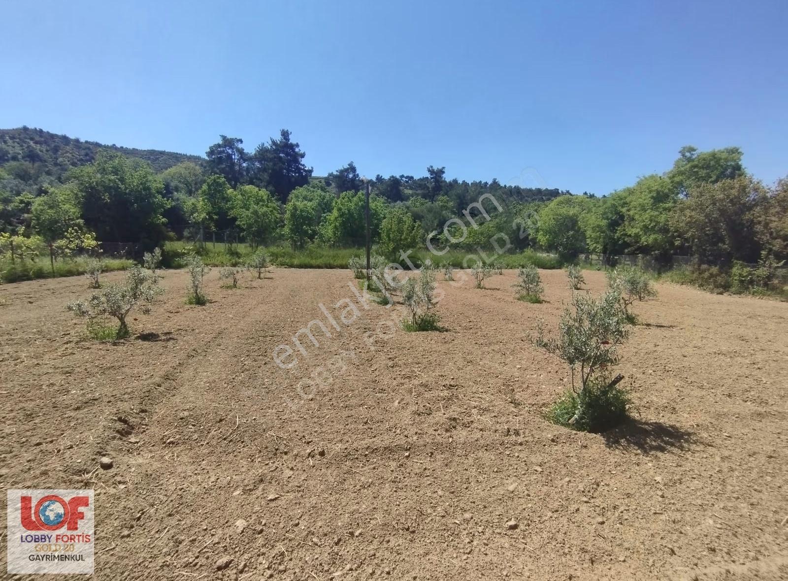 Lobby Fortis'ten Yeşilyayla'da 1015m2 Satılık Zeytin Bahçesi - Görsel 12