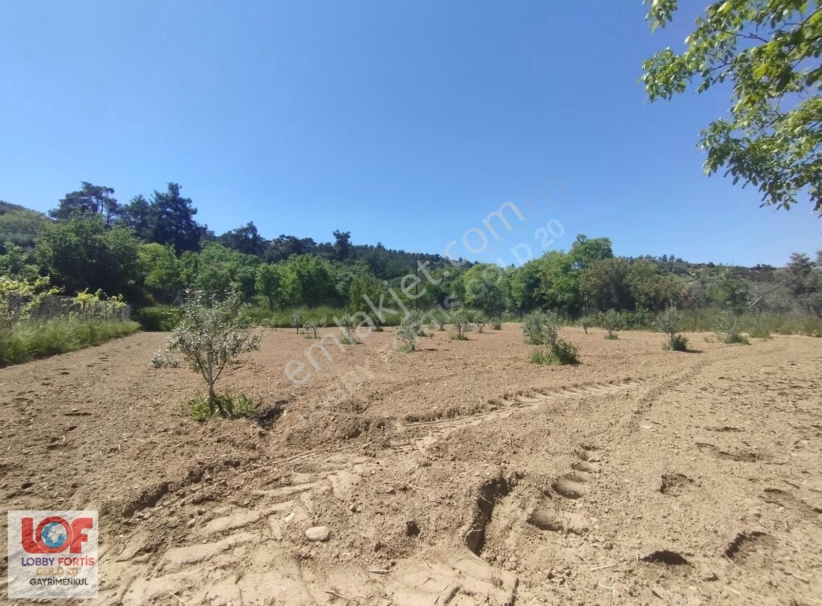 Lobby Fortis'ten Yeşilyayla'da 1015m2 Satılık Zeytin Bahçesi - Görsel 6