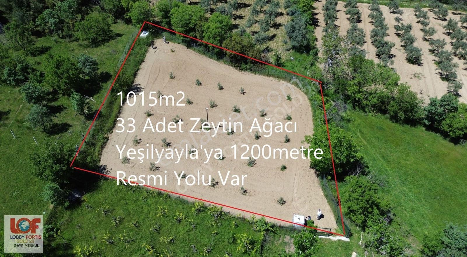 Lobby Fortis'ten Yeşilyayla'da 1015m2 Satılık Zeytin Bahçesi - Görsel 4