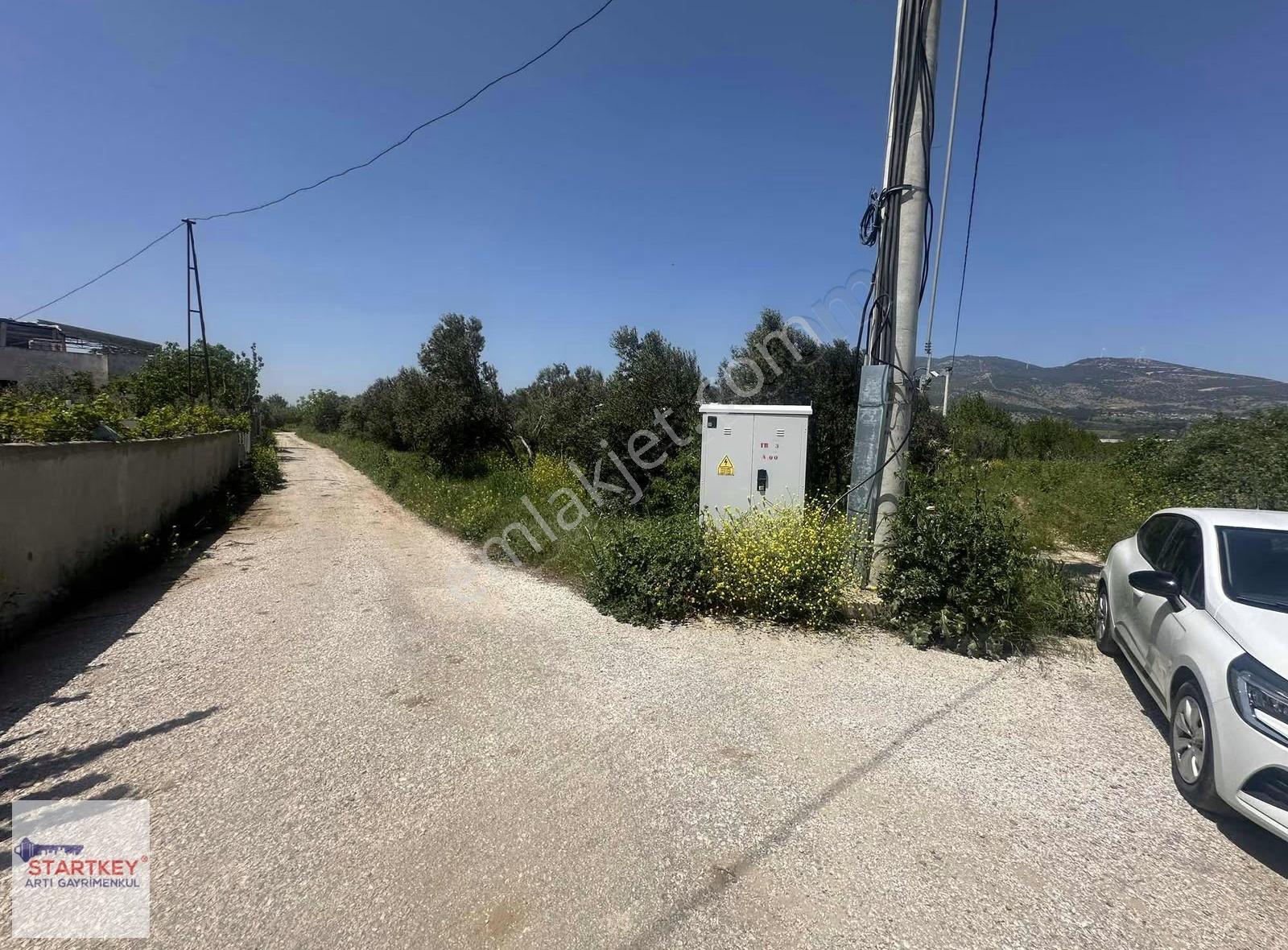 İzmir Kemalpaşa Aşağıkızılca Da Yola Cepheli 3999m2 Satılık Bağ - Görsel 6