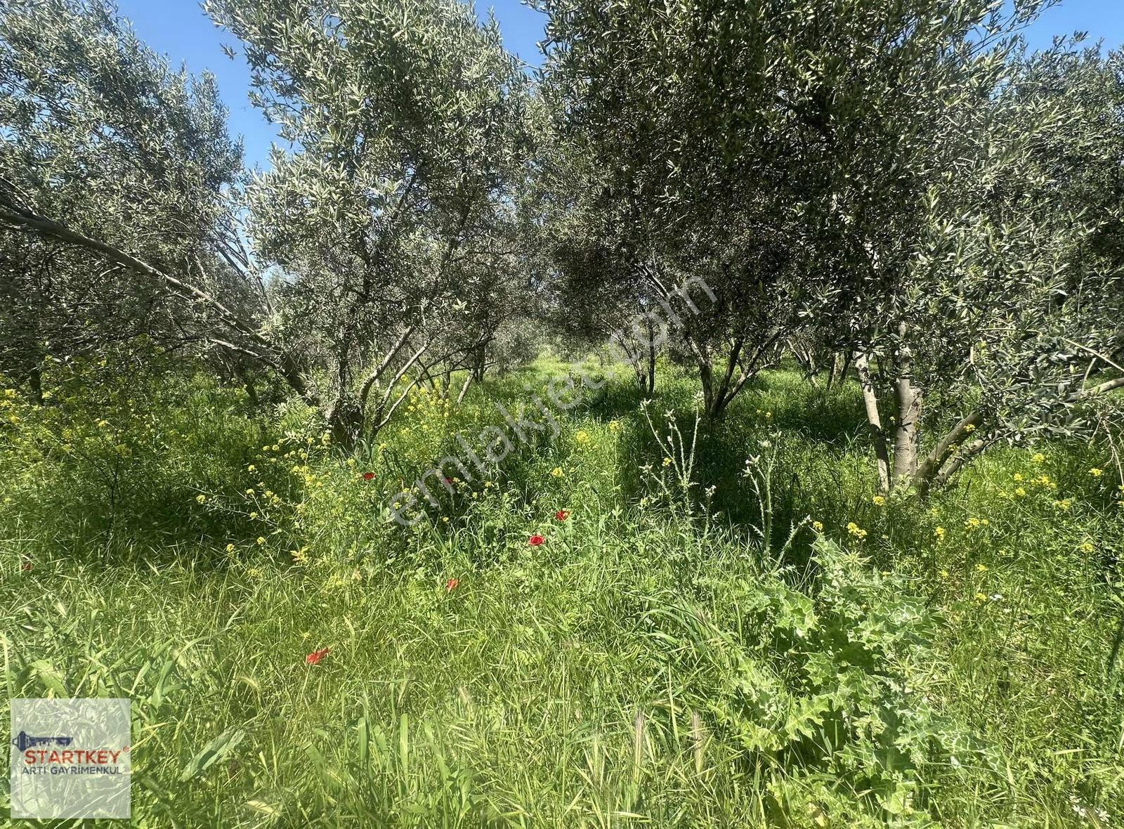 İzmir Kemalpaşa Aşağıkızılca Da Yola Cepheli 3999m2 Satılık Bağ - Görsel 13