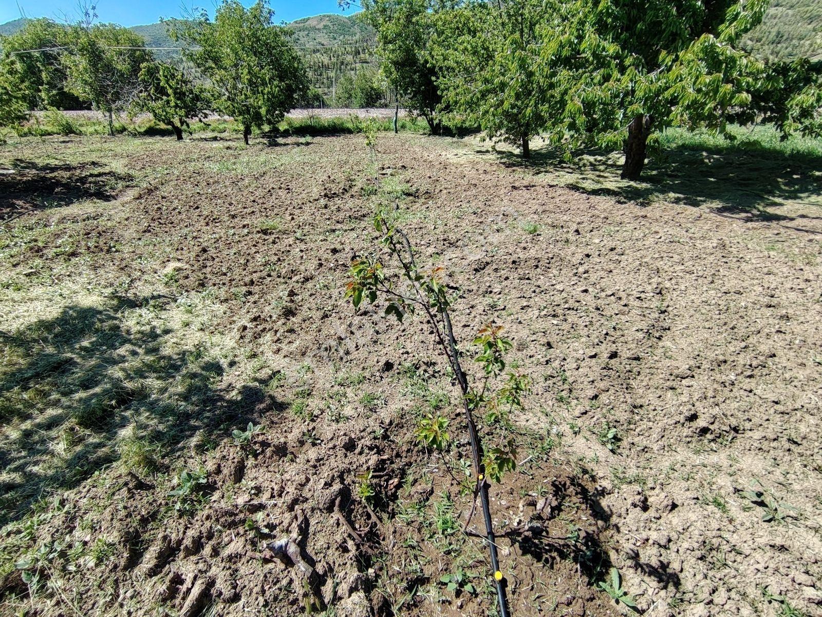 Cm Emlak Ulukışla Beyağıl Köyü Uygun Fiyatlı 1257 M2 Bahçe - Görsel 11
