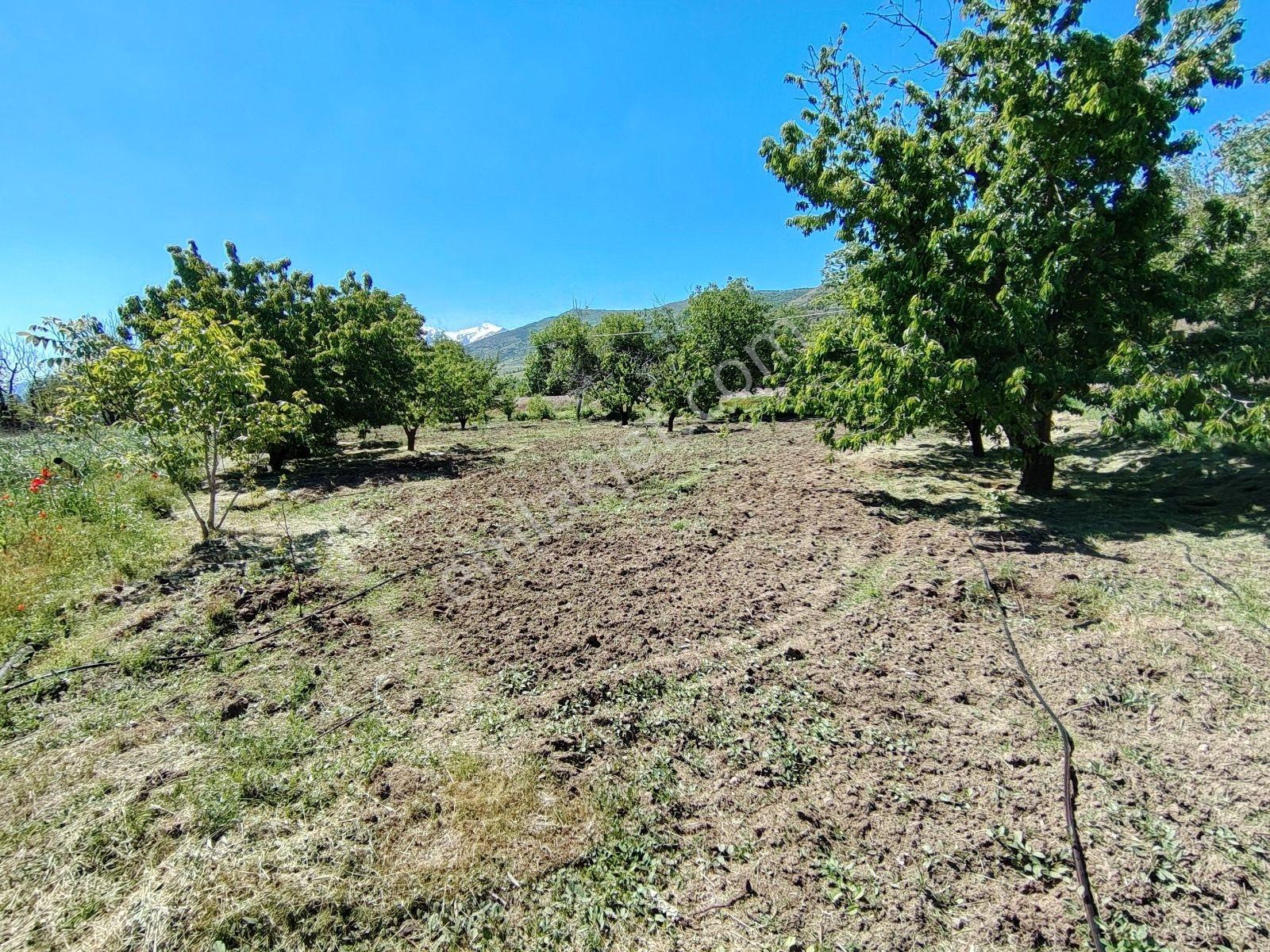 Cm Emlak Ulukışla Beyağıl Köyü Uygun Fiyatlı 1257 M2 Bahçe - Görsel 12