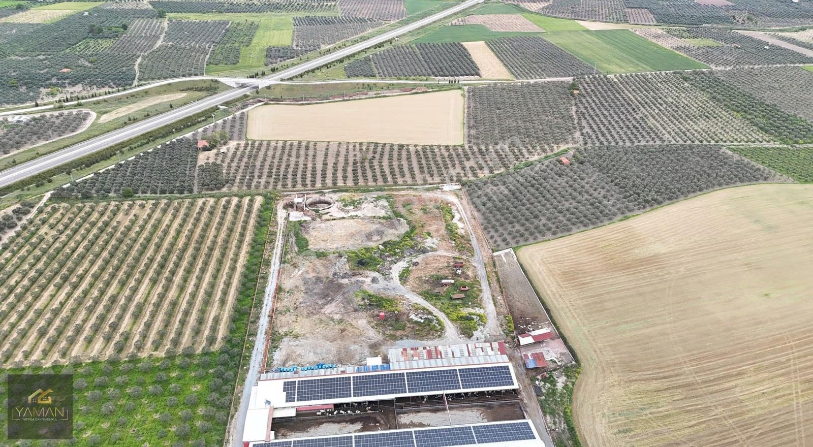 Akhisar Eroğlunda 18.900 M² Satılık Zeytinlik | Su Sondajı | Yol - Görsel 29