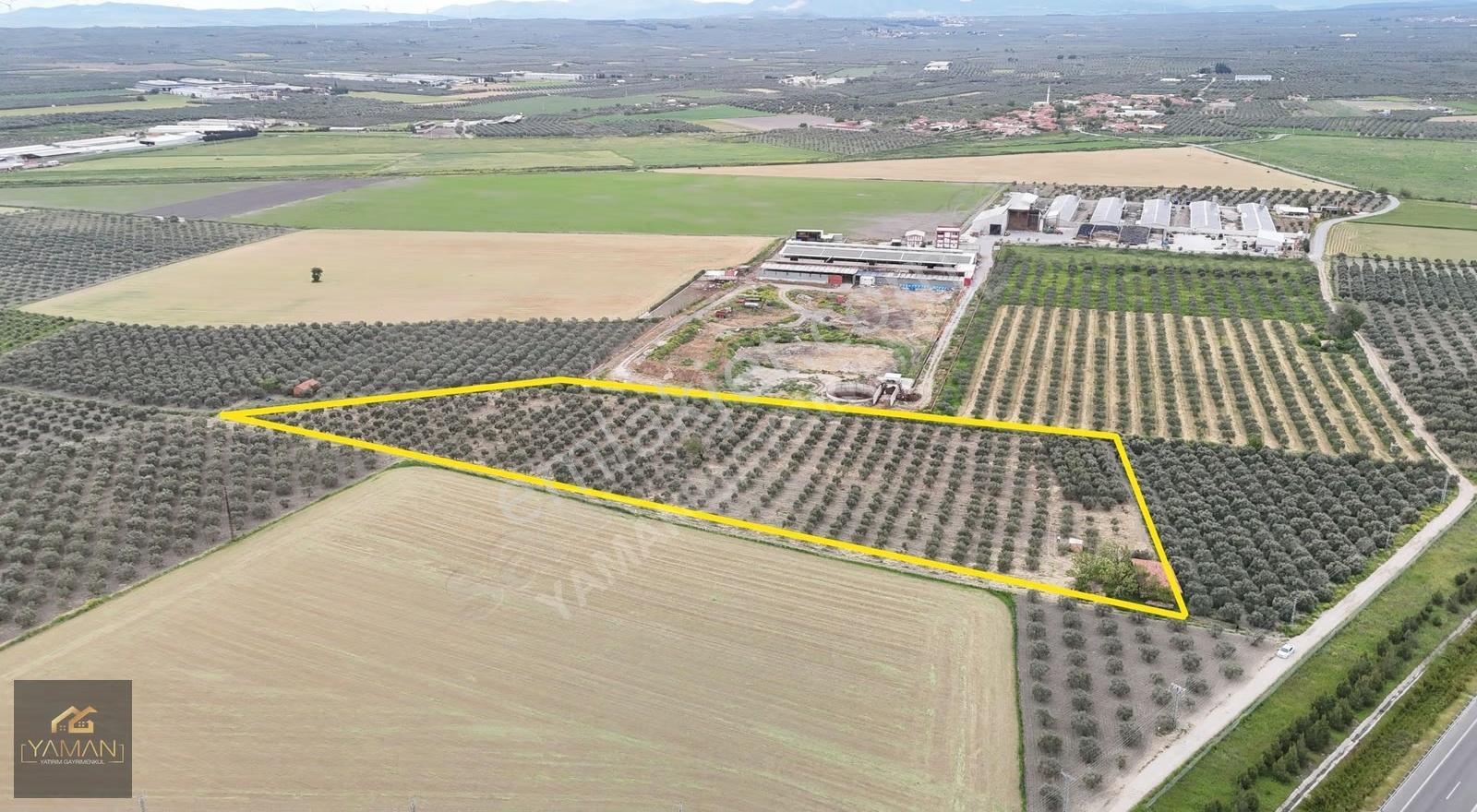 Akhisar Eroğlunda 18.900 M² Satılık Zeytinlik | Su Sondajı | Yol - Görsel 11