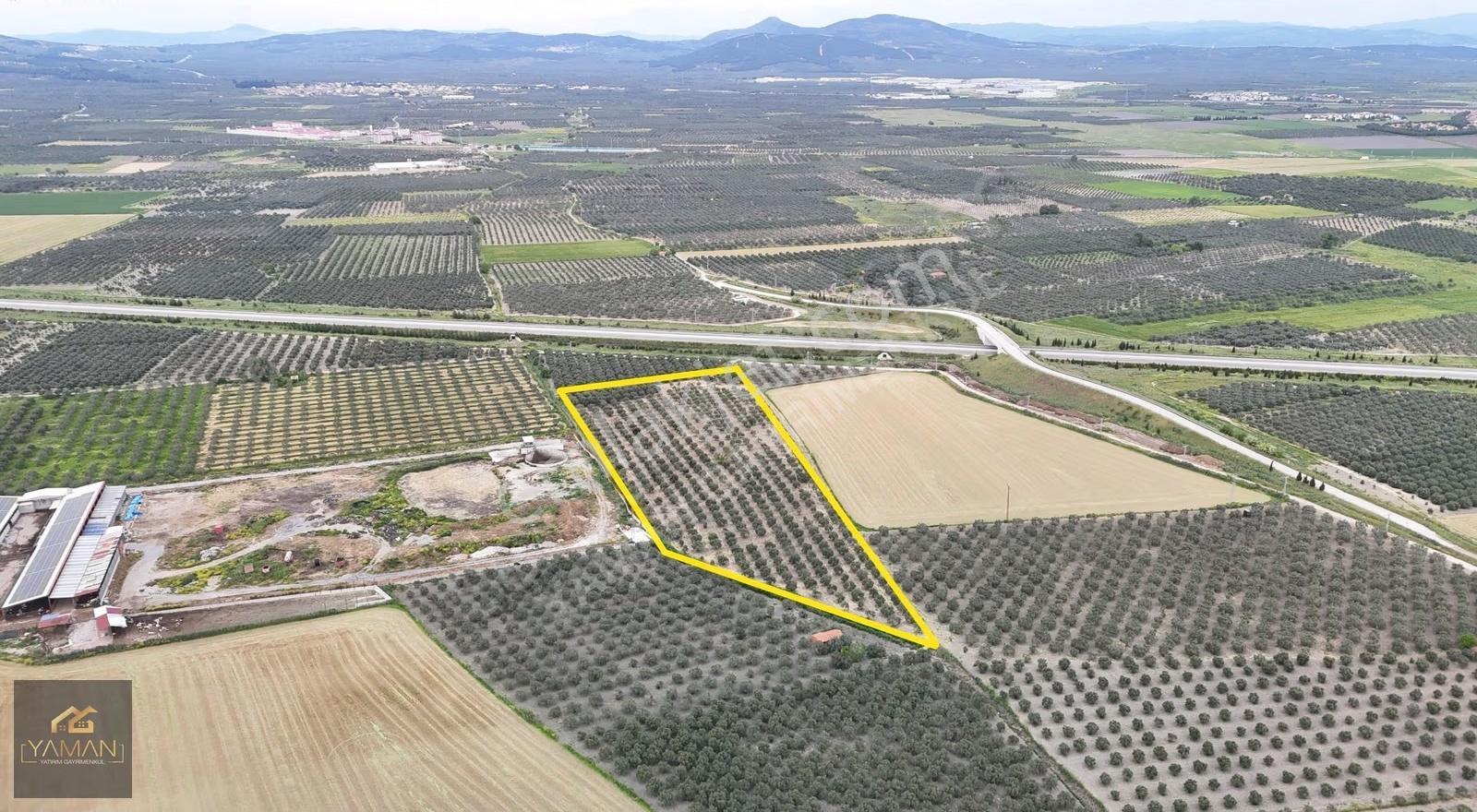 Akhisar Eroğlunda 18.900 M² Satılık Zeytinlik | Su Sondajı | Yol - Görsel 15