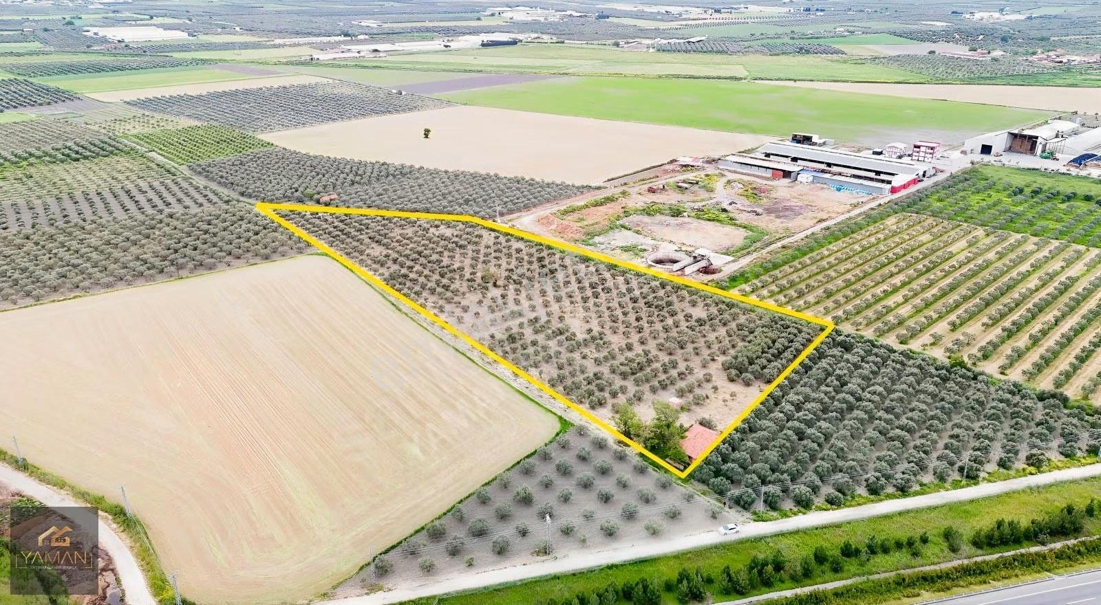 Akhisar Eroğlunda 18.900 M² Satılık Zeytinlik | Su Sondajı | Yol - Görsel 12
