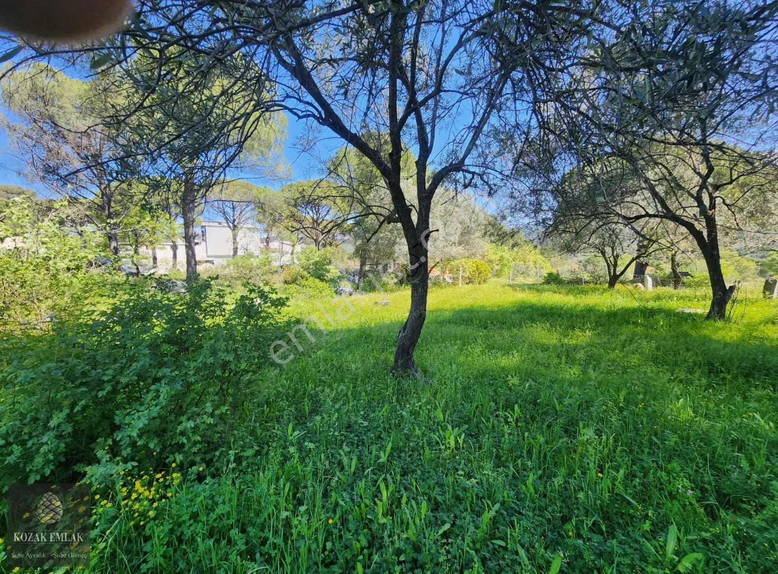 Bergama Kozak Okçular Bahçe Satılık - Görsel 6