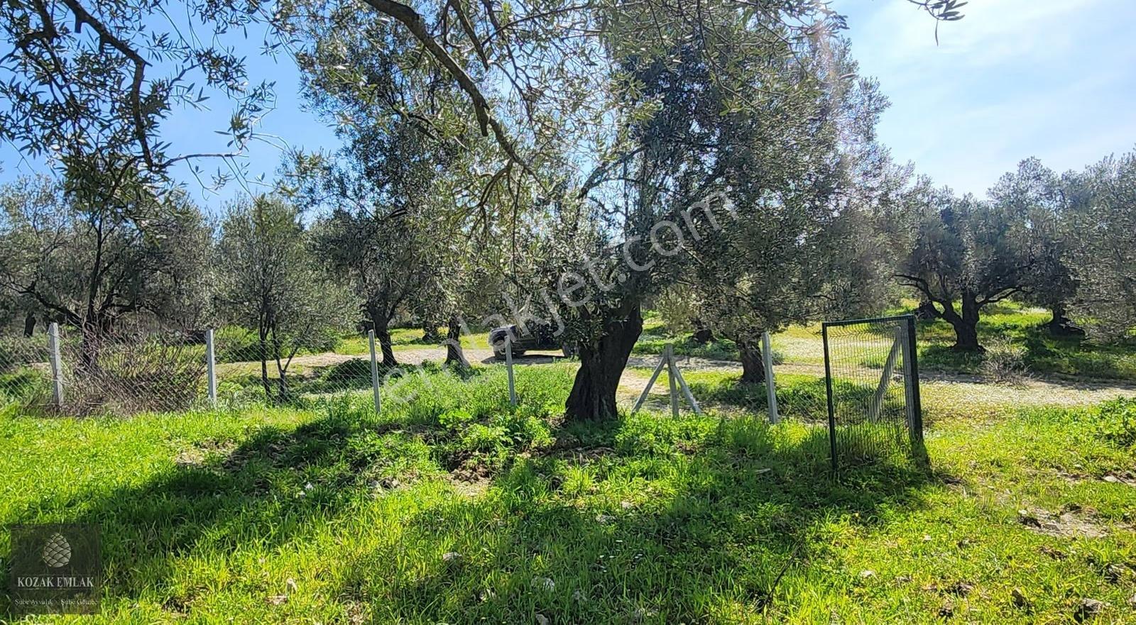 Ayvalık Kazımkarabekir Mahallesi 35 Ağaç Zeytinlik Satılık - Görsel 12