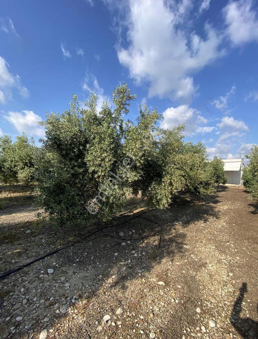 Denizyaka Mevkiinde 4 Dönüm Hisseli Zeytin Bahçesi Satılıktır - Görsel 24