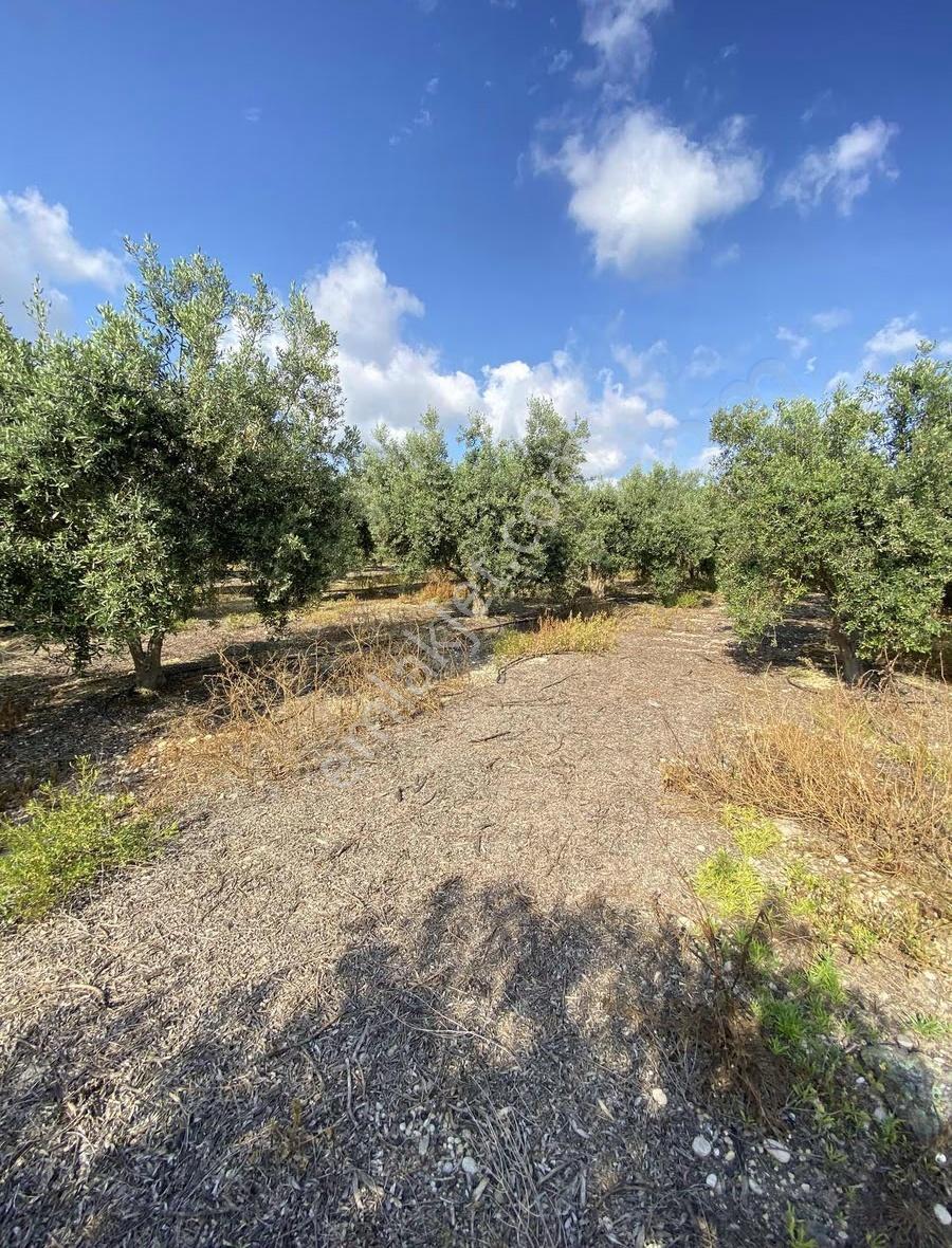 Denizyaka Mevkiinde 4 Dönüm Hisseli Zeytin Bahçesi Satılıktır - Görsel 11