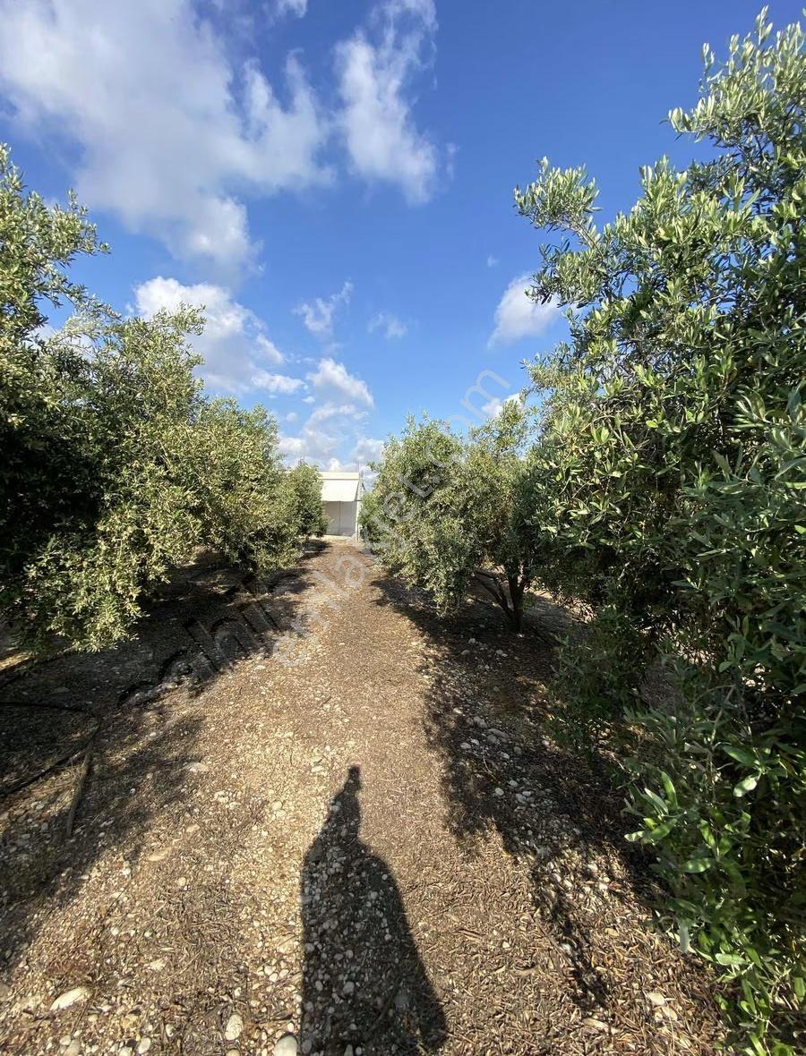 Denizyaka Mevkiinde 4 Dönüm Hisseli Zeytin Bahçesi Satılıktır - Görsel 6