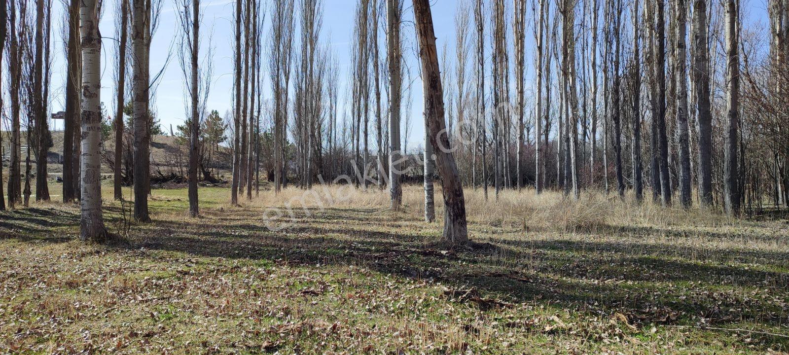Rw Nest'ten Ayvalı'da Satılık 923m2 Bahçe Tapulu Arazi - Görsel 9
