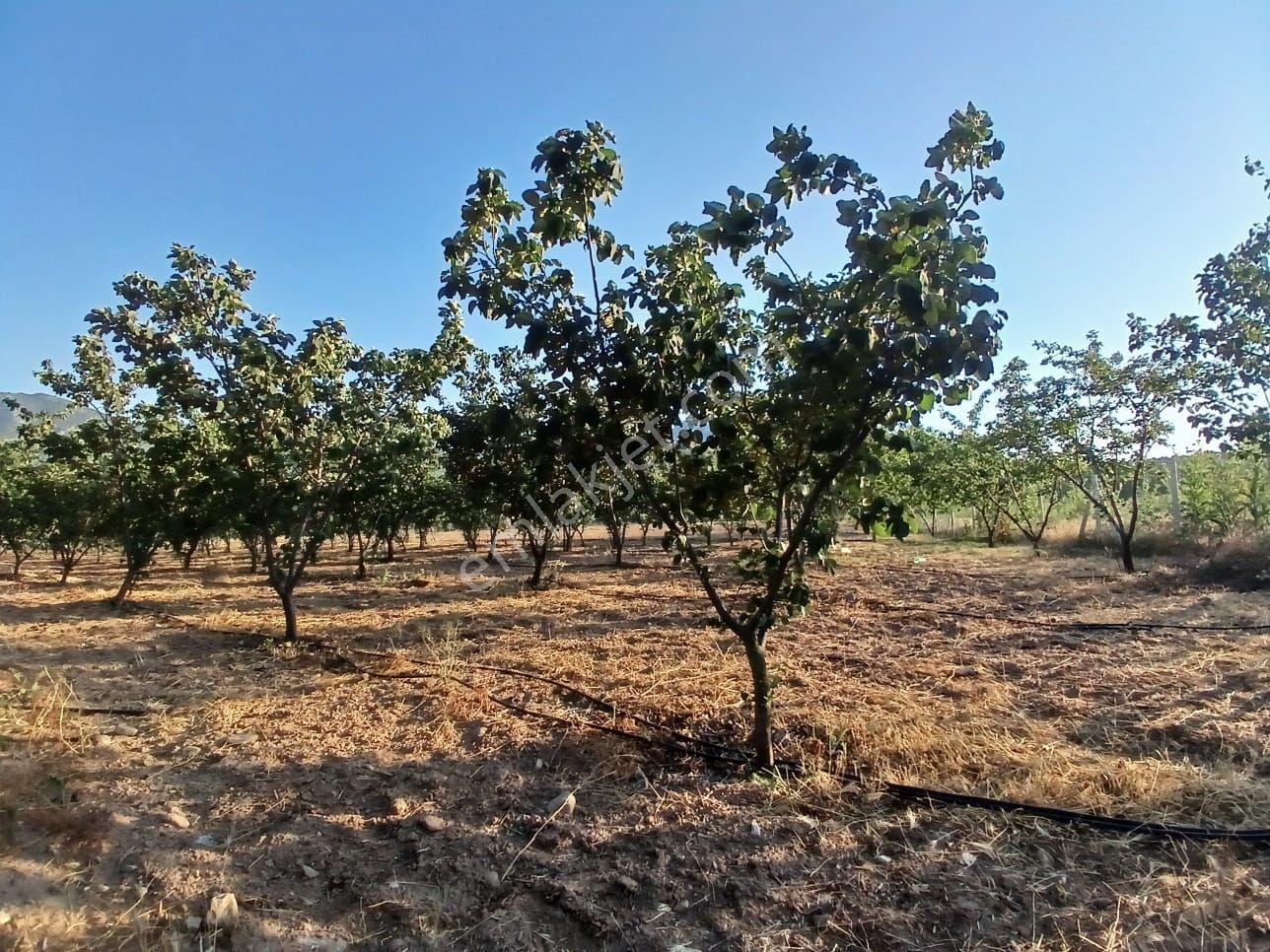 Rw Nestten Sarıcakaya İğdir De Satılık Meyve Bahçesi Ve Evi - Görsel 10