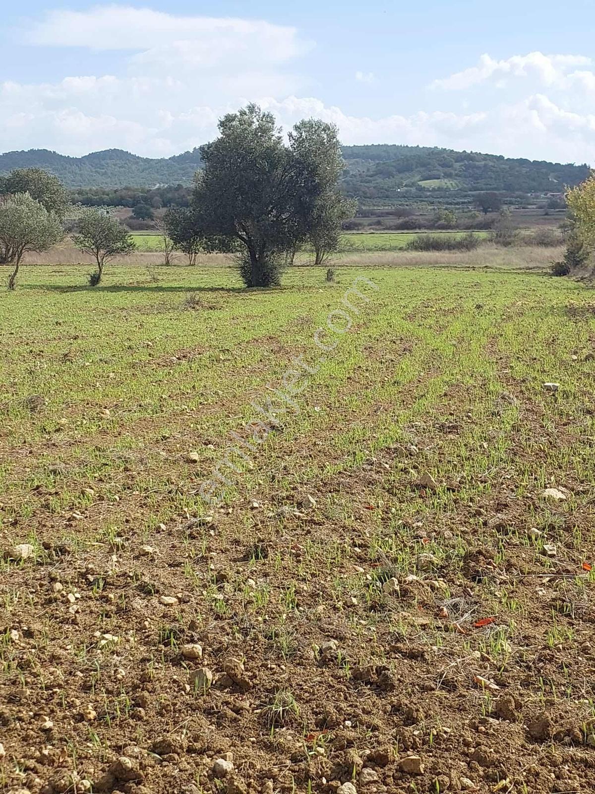 Manisa Osmancalı Satılık Hobi Bahçesine Uygun Arsa - Görsel 7