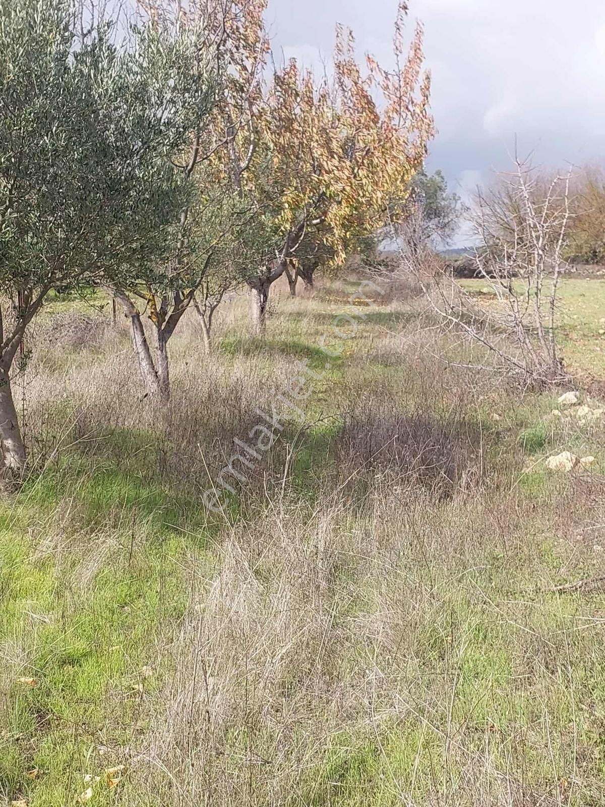 Manisa Osmancalı Satılık Hobi Bahçesine Uygun Arsa - Görsel 25
