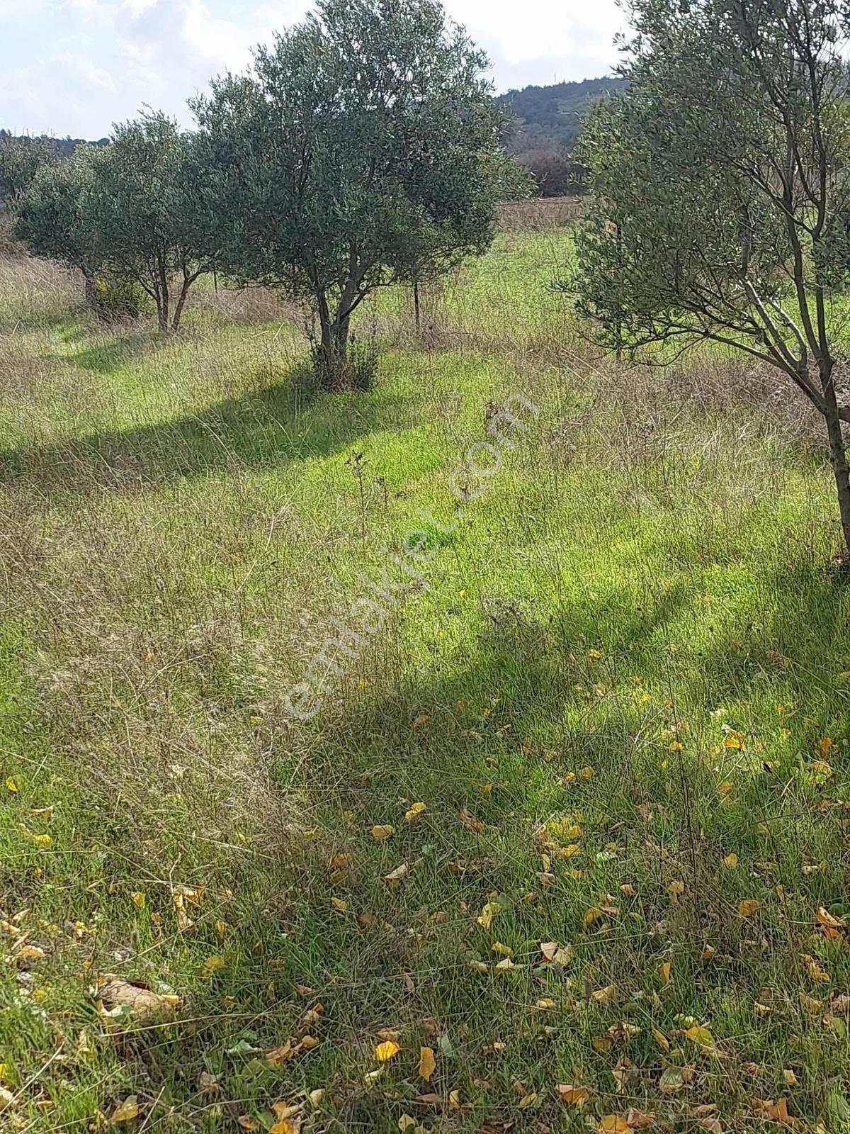 Manisa Osmancalı Satılık Hobi Bahçesine Uygun Arsa - Görsel 12