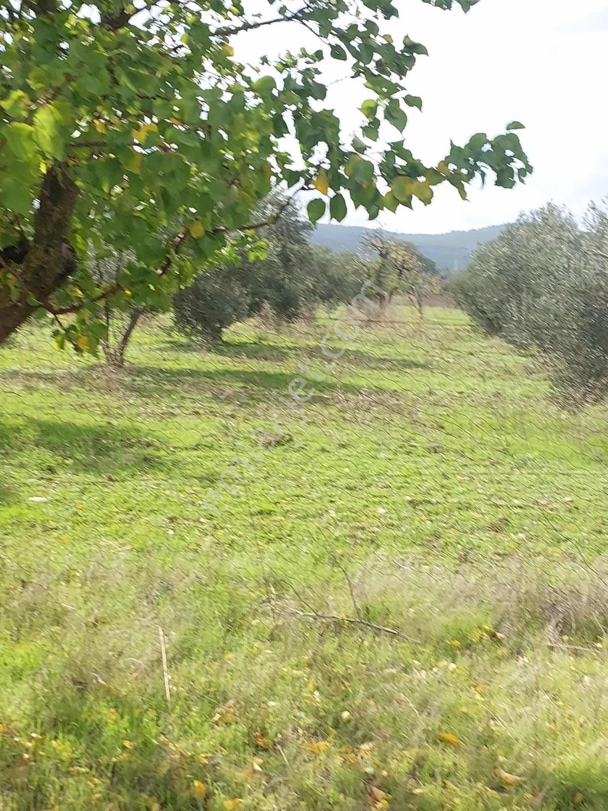 Manisa Osmancalı Satılık Hobi Bahçesine Uygun Arsa - Görsel 26