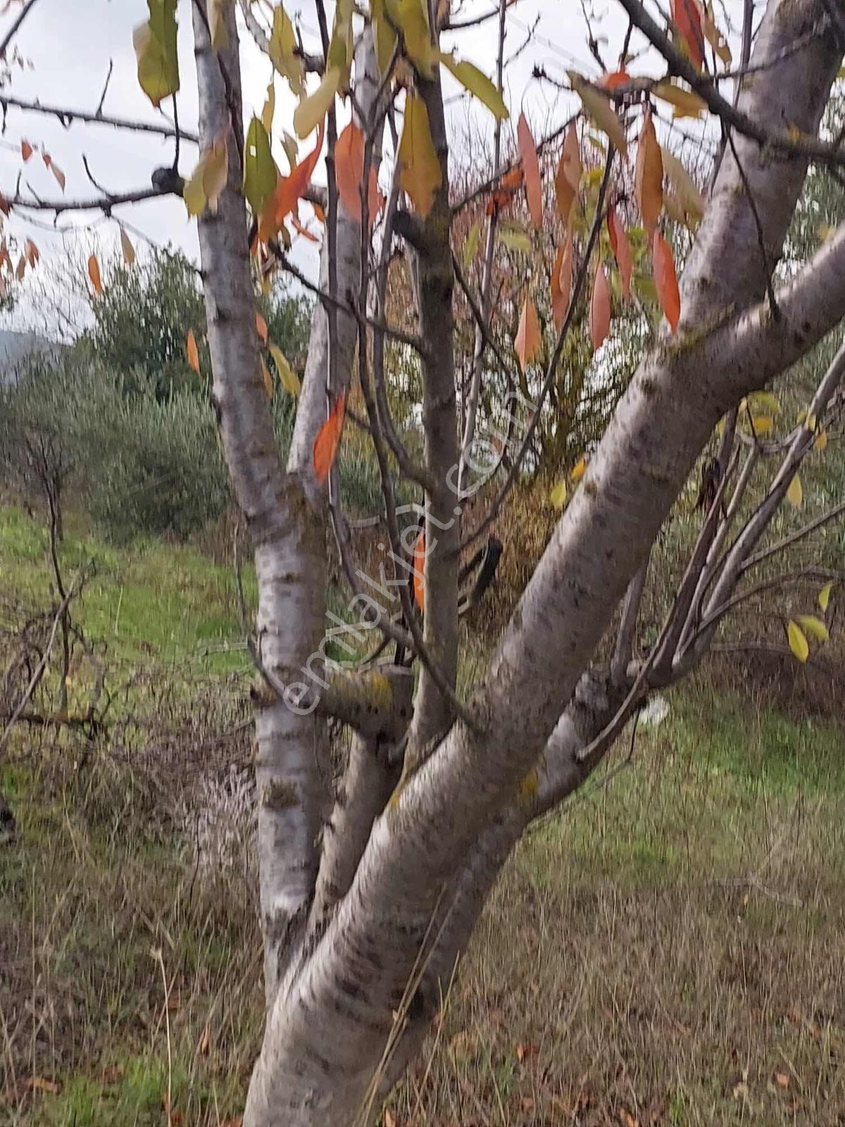 Manisa Osmancalı Satılık Hobi Bahçesine Uygun Arsa - Görsel 16