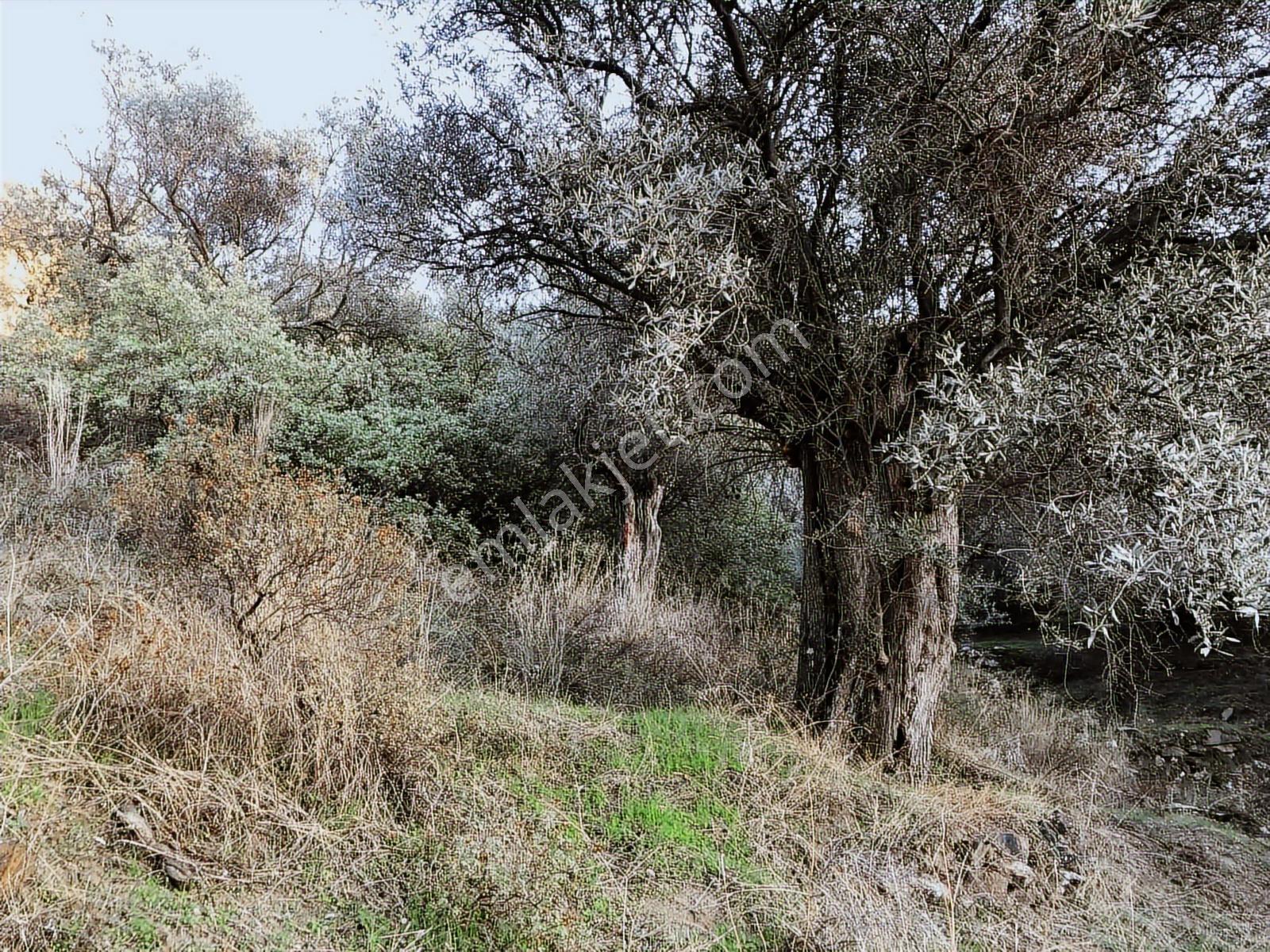 İzmir Bayındır Yusuflu Mah.nde Satılık Kelepir Zeytinlik - Görsel 4