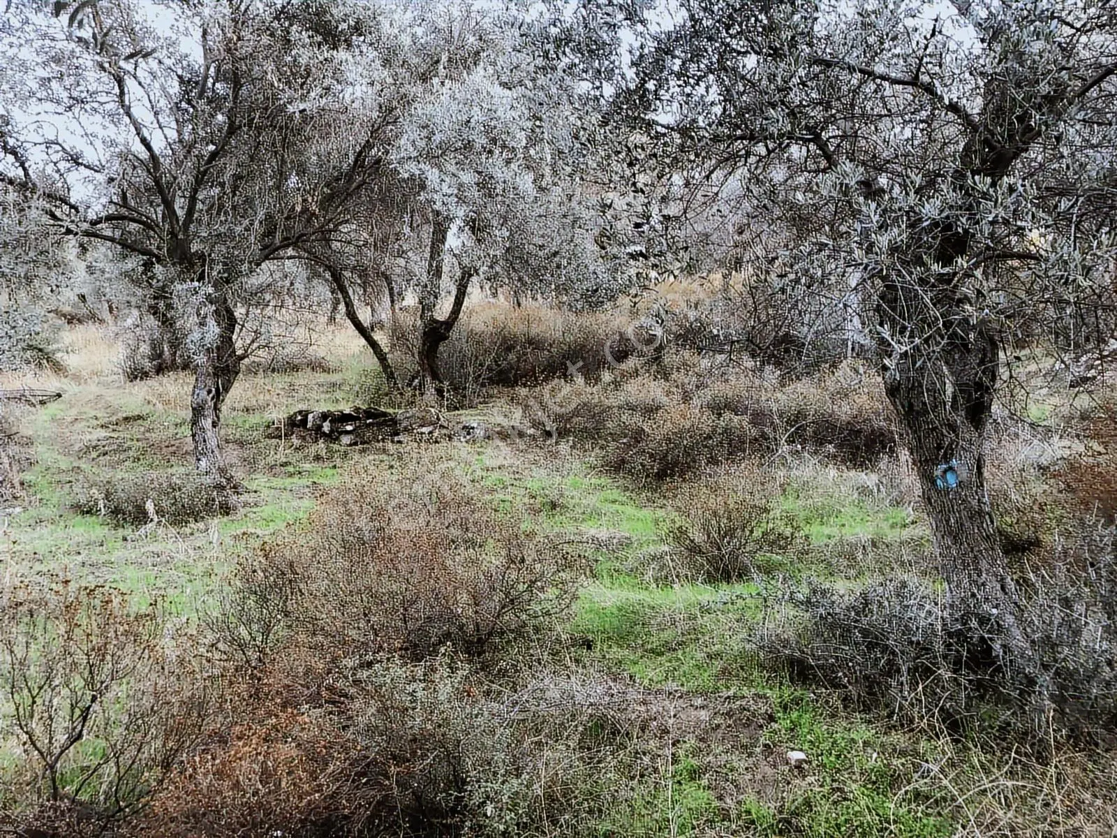 İzmir Bayındır Yusuflu Mah.nde Satılık Kelepir Zeytinlik - Görsel 2