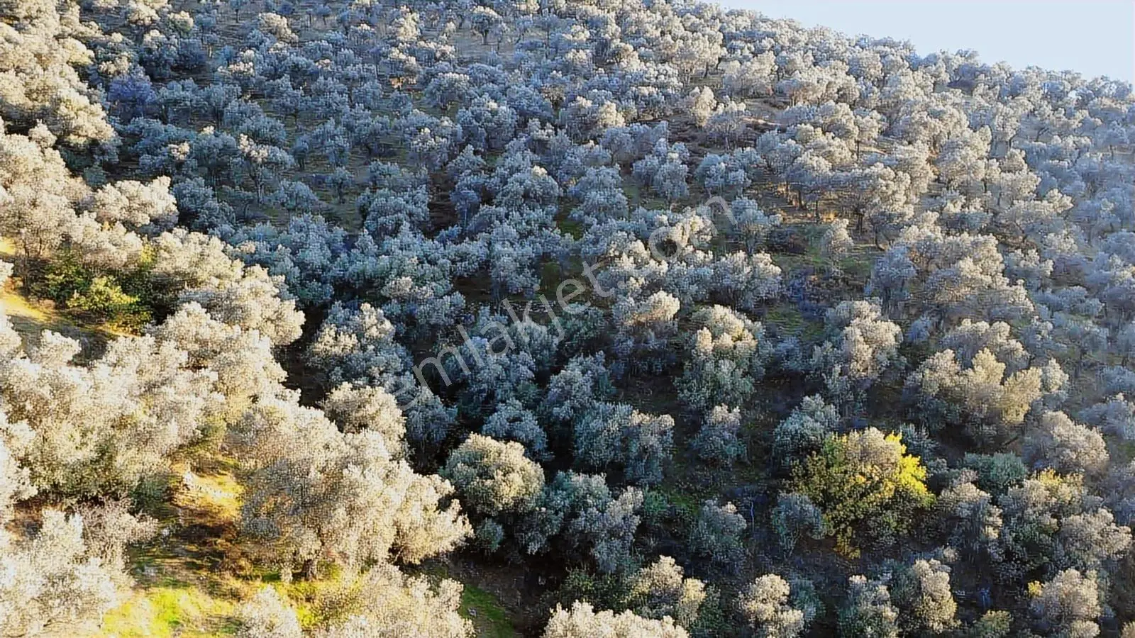 İzmir Bayındır Yusuflu Mah.nde Satılık Kelepir Zeytinlik