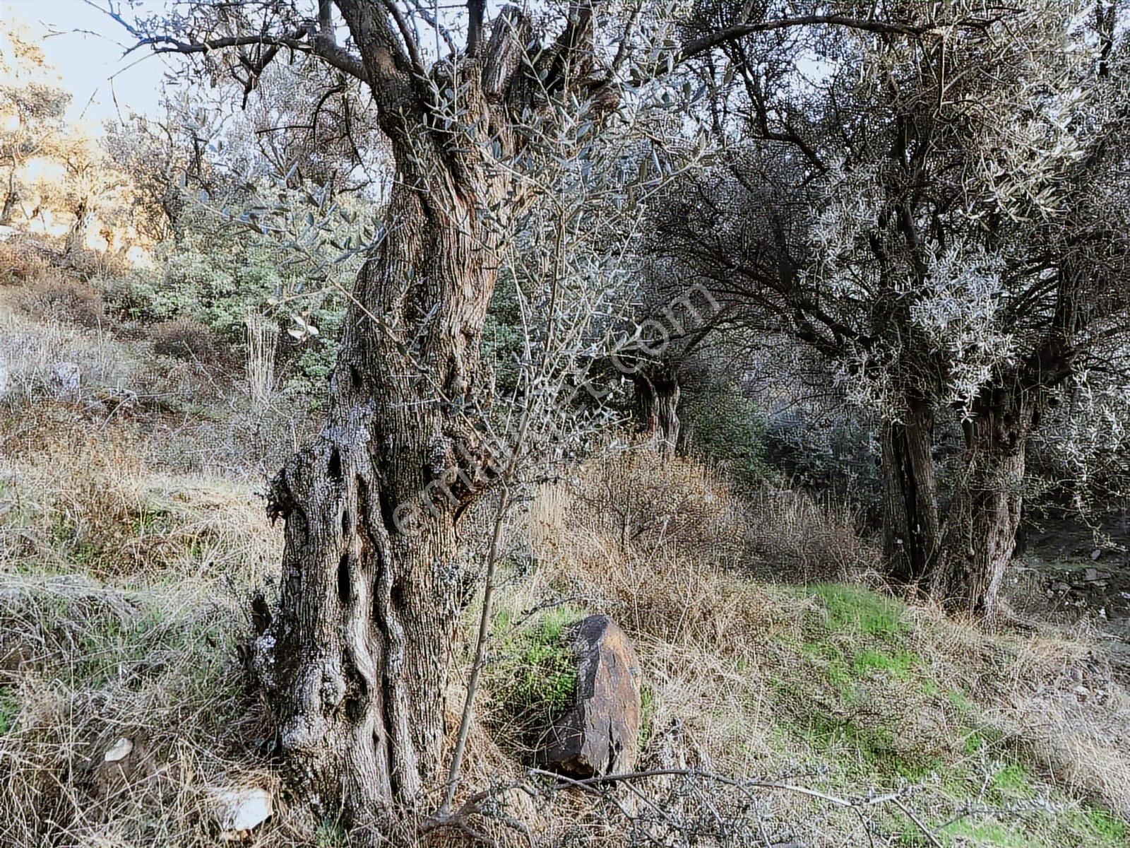 İzmir Bayındır Yusuflu Mah.nde Satılık Kelepir Zeytinlik - Görsel 7