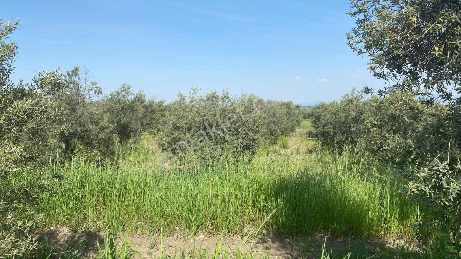 Uzun Emlak'tan Karayenice'de Satılık Zeytinlik 6060 M2 - Görsel 7