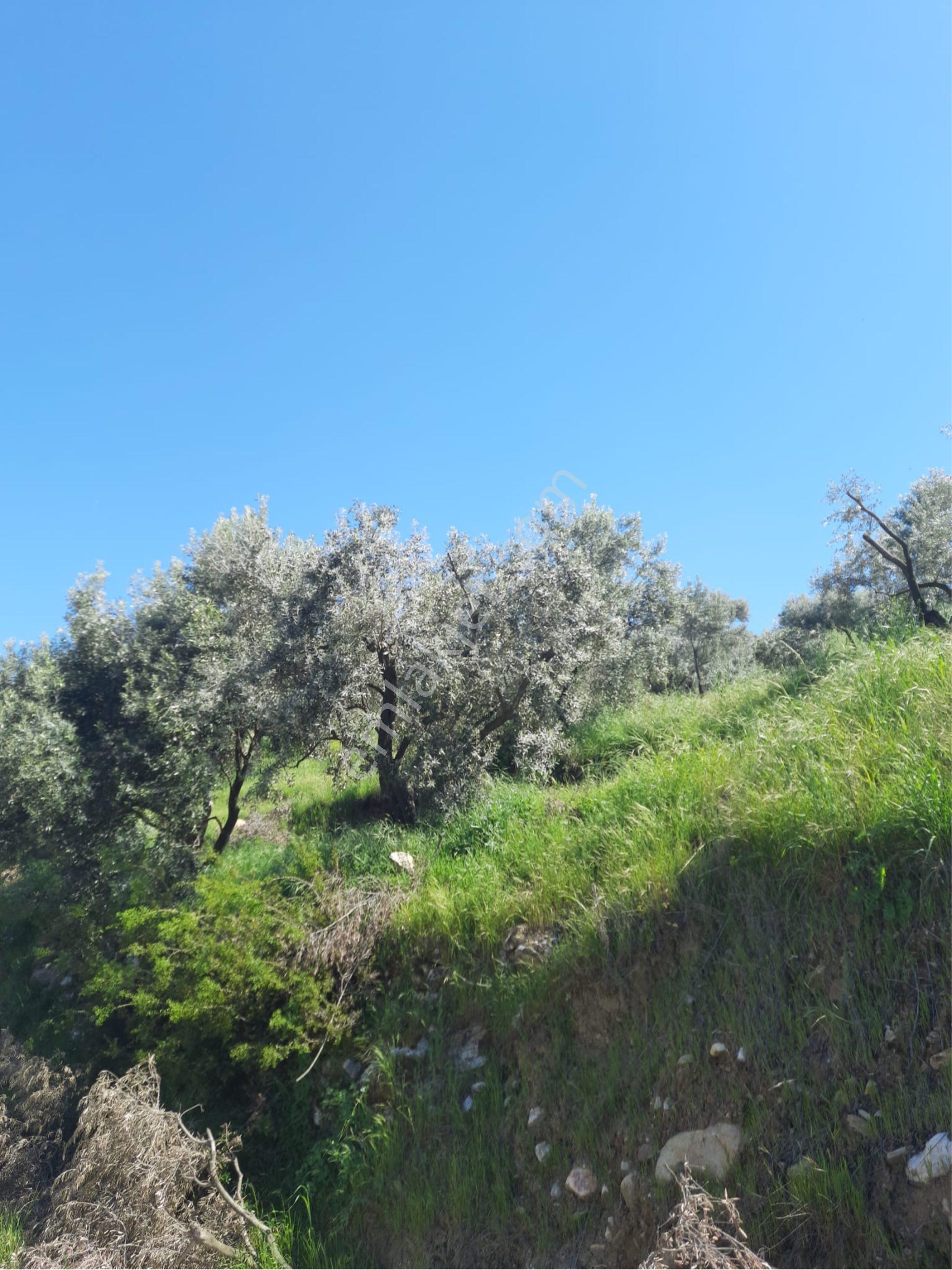 🌿 Aydın Bozdoğan Yeni Mahalle’de Satılık Full Donanımlı Zeytinlik 🌿 - Görsel 9