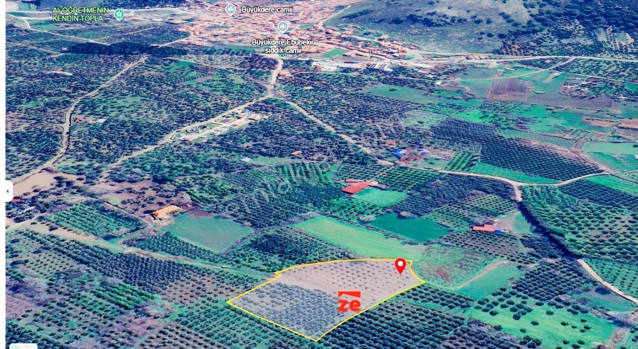 Zecorner Premiumdan Havran Merkeze Yakın 250 Ağaçlı Zeytinlik - Görsel 8