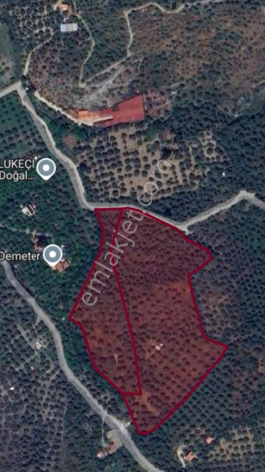 İzmir Şelçuk'ta Yatırıma Uygun Zeytinlik - Görsel 2