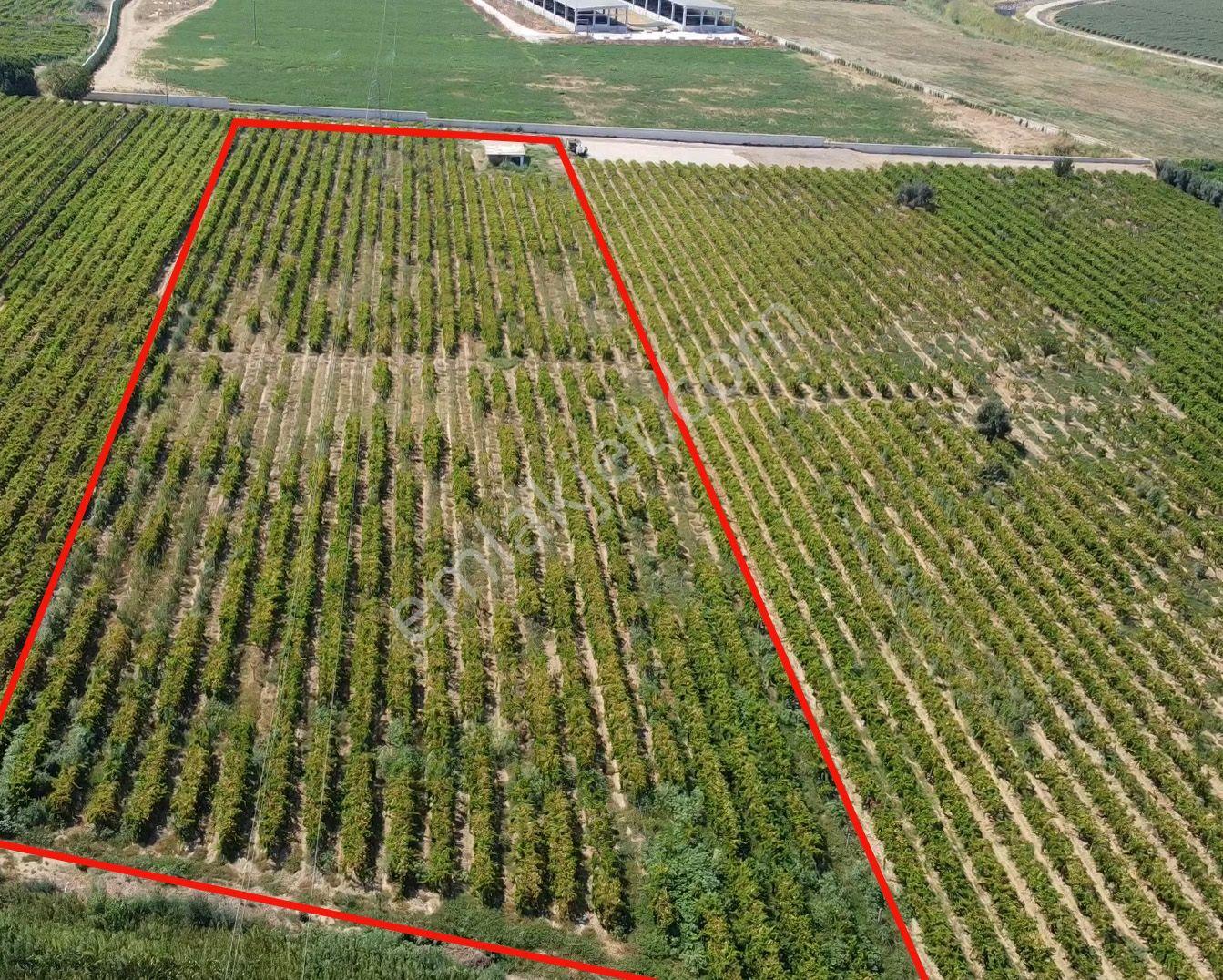 Sahibinden - Fırsat Fiyata - Salihli'de Üzüm Bağı Ve Bağ Evi - Kabazlı Mh - Görsel 4