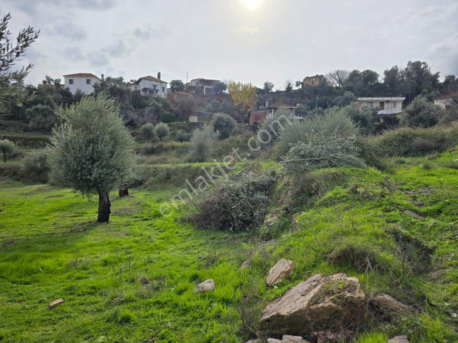 Pınar Emlak Satılık Muğla İli Milas İlçesi Gürceğiz Mah.villa Ar - Görsel 11