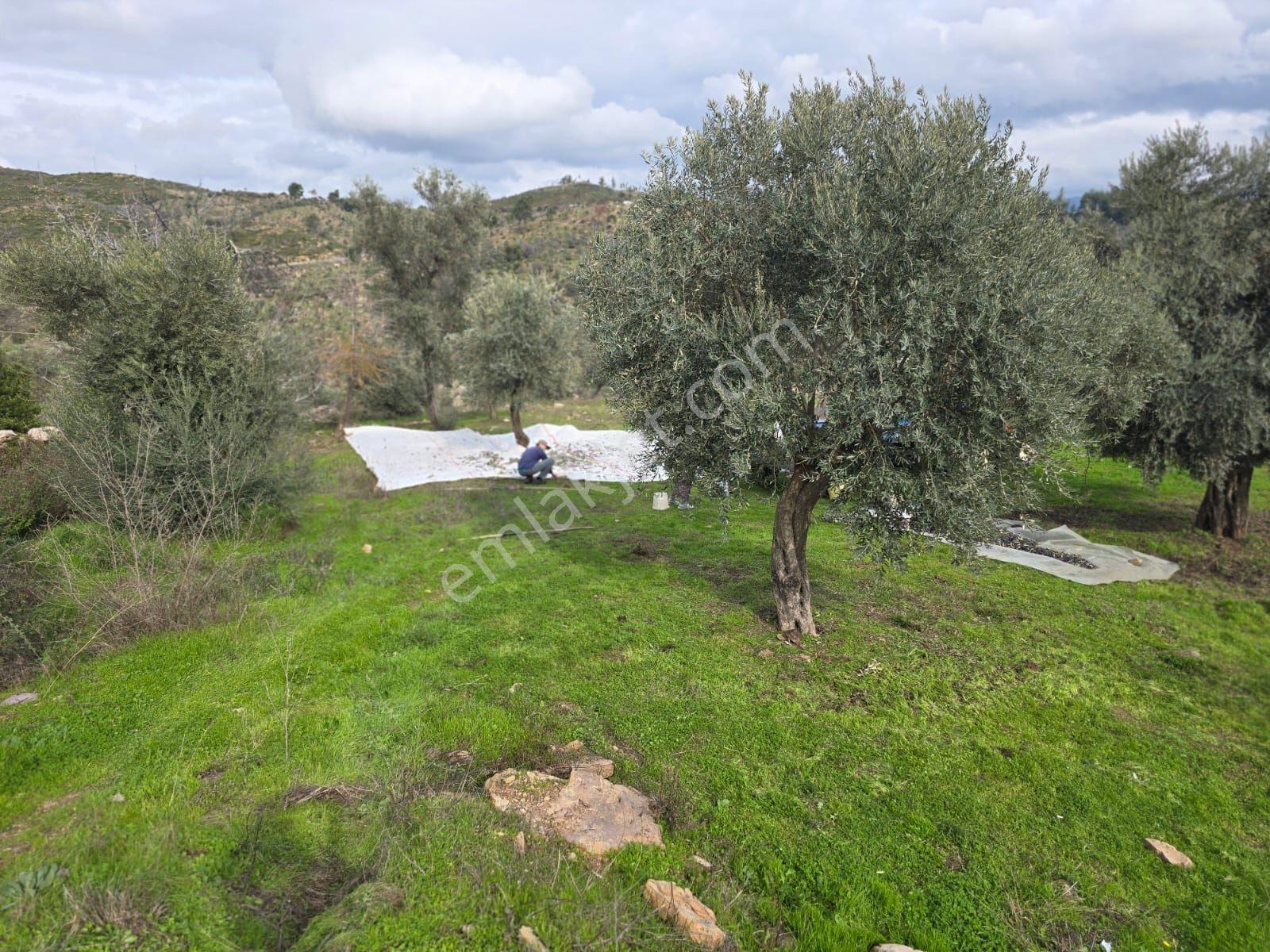 Pınar Emlak Satılık Muğla İli Milas İlçesi Gürceğiz Mah.villa Ar - Görsel 35