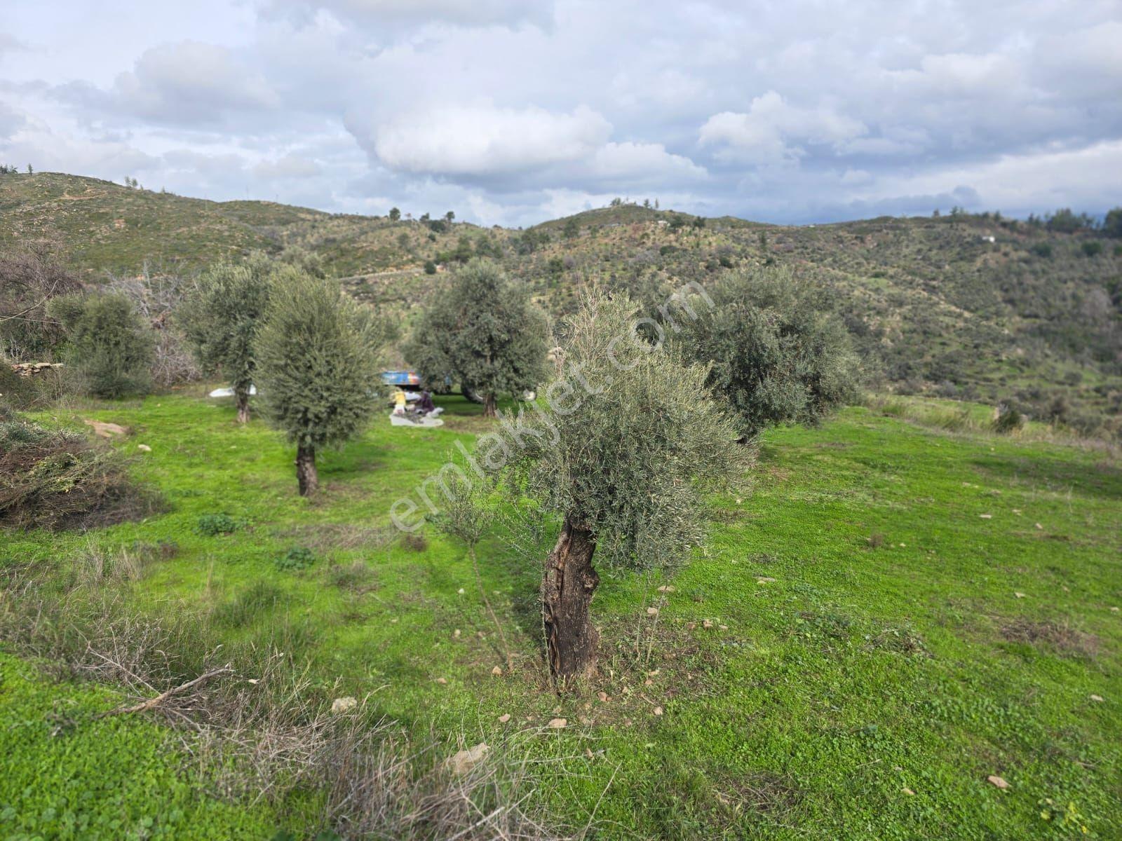 Pınar Emlak Satılık Muğla İli Milas İlçesi Gürceğiz Mah.villa Ar - Görsel 6