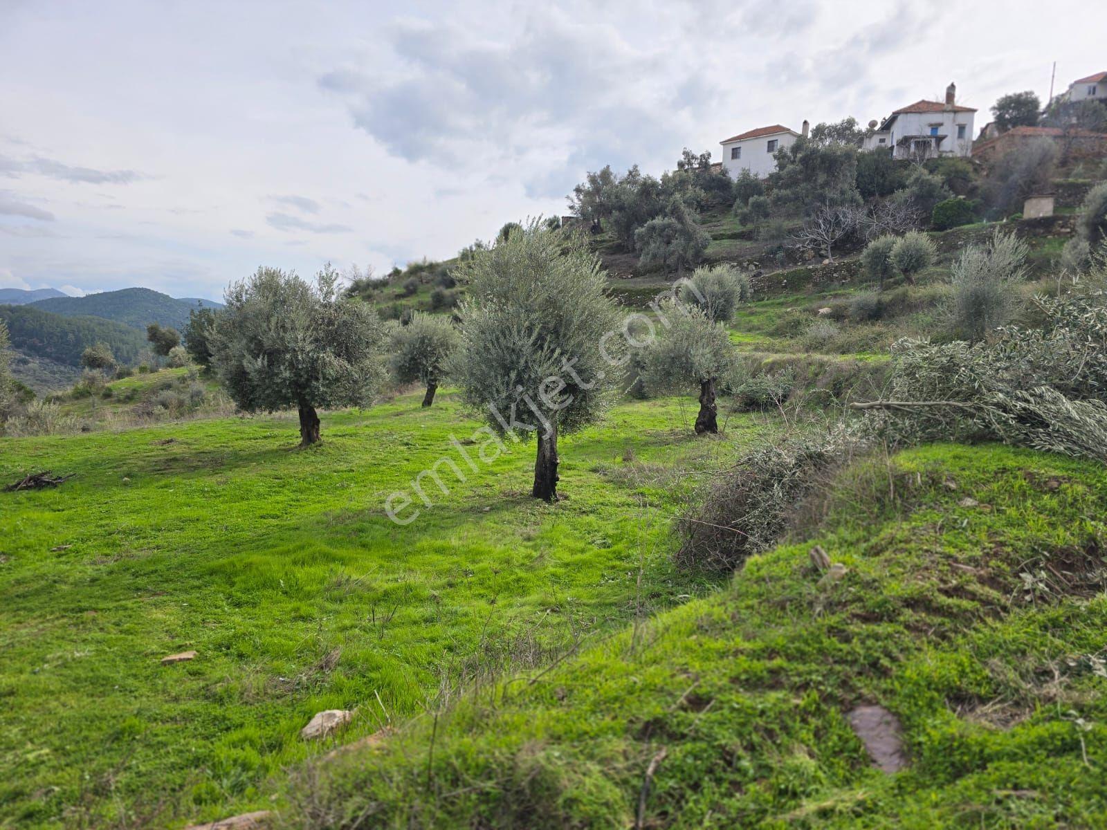 Pınar Emlak Satılık Muğla İli Milas İlçesi Gürceğiz Mah.villa Ar - Görsel 15