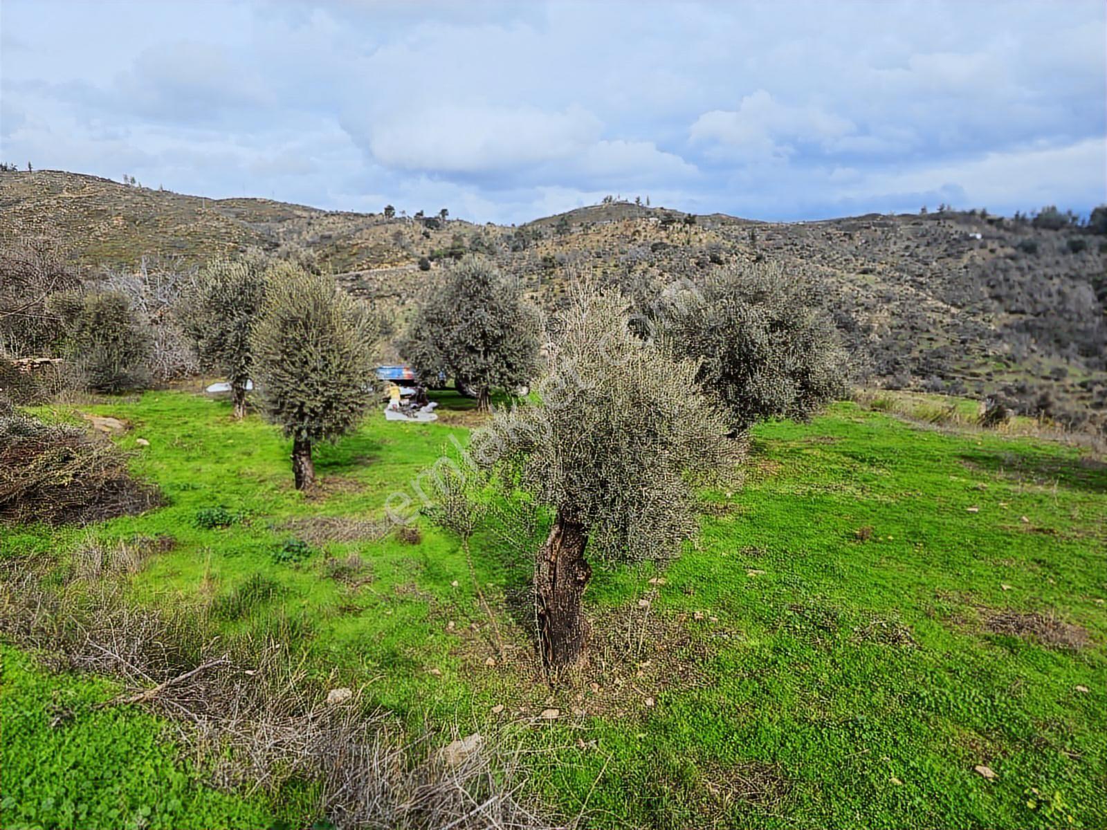 Pınar Emlak Satılık Muğla İli Milas İlçesi Gürceğiz Mah.villa Ar - Görsel 30