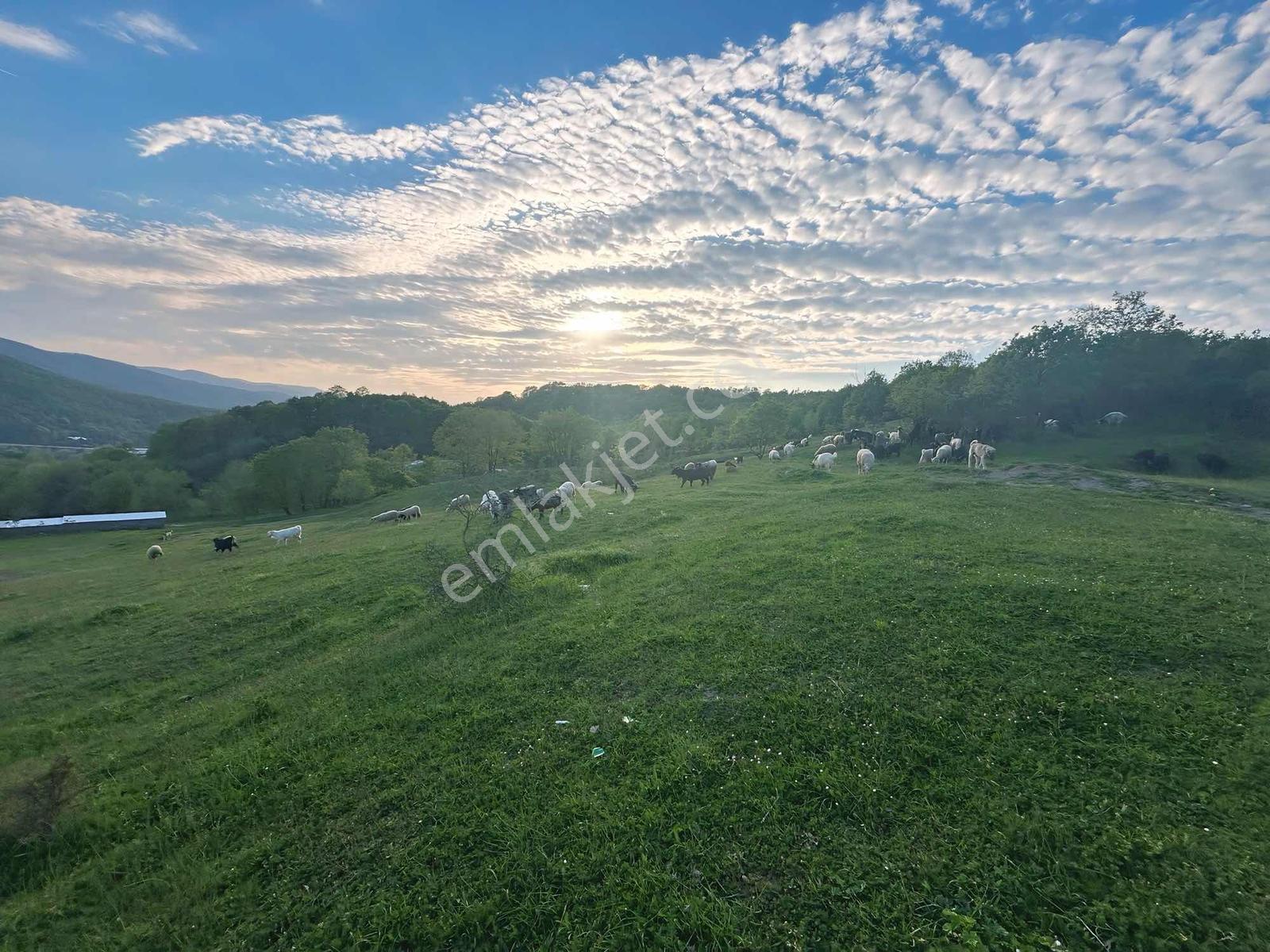 Turyap Soner'den Satılık Doğa İçinde 3428 M² Tarla - Görsel 20