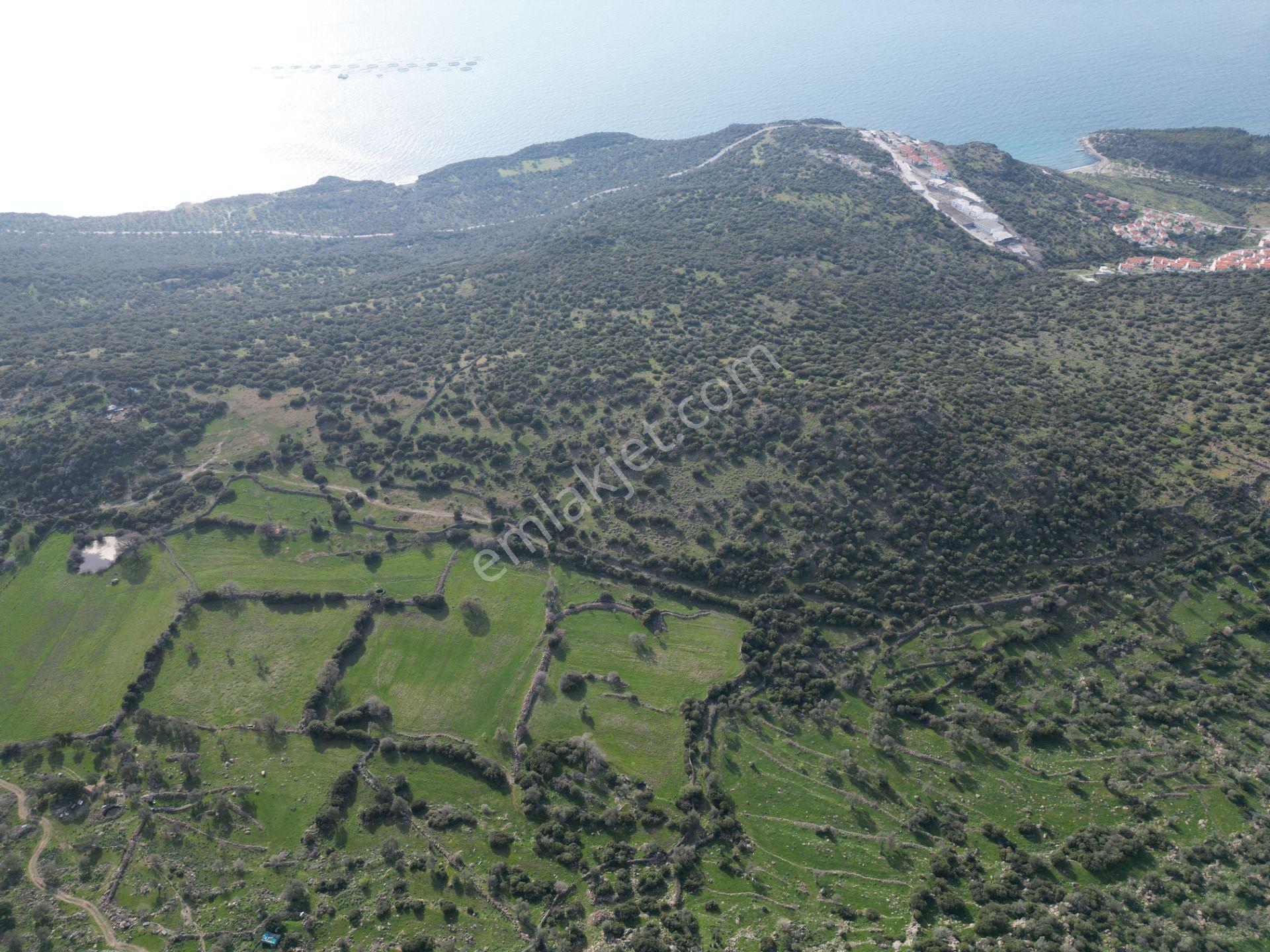 Dikili Denizköyde 138.735 M² Deniz Manzaralı Yatırımlık Tarla - Görsel 20