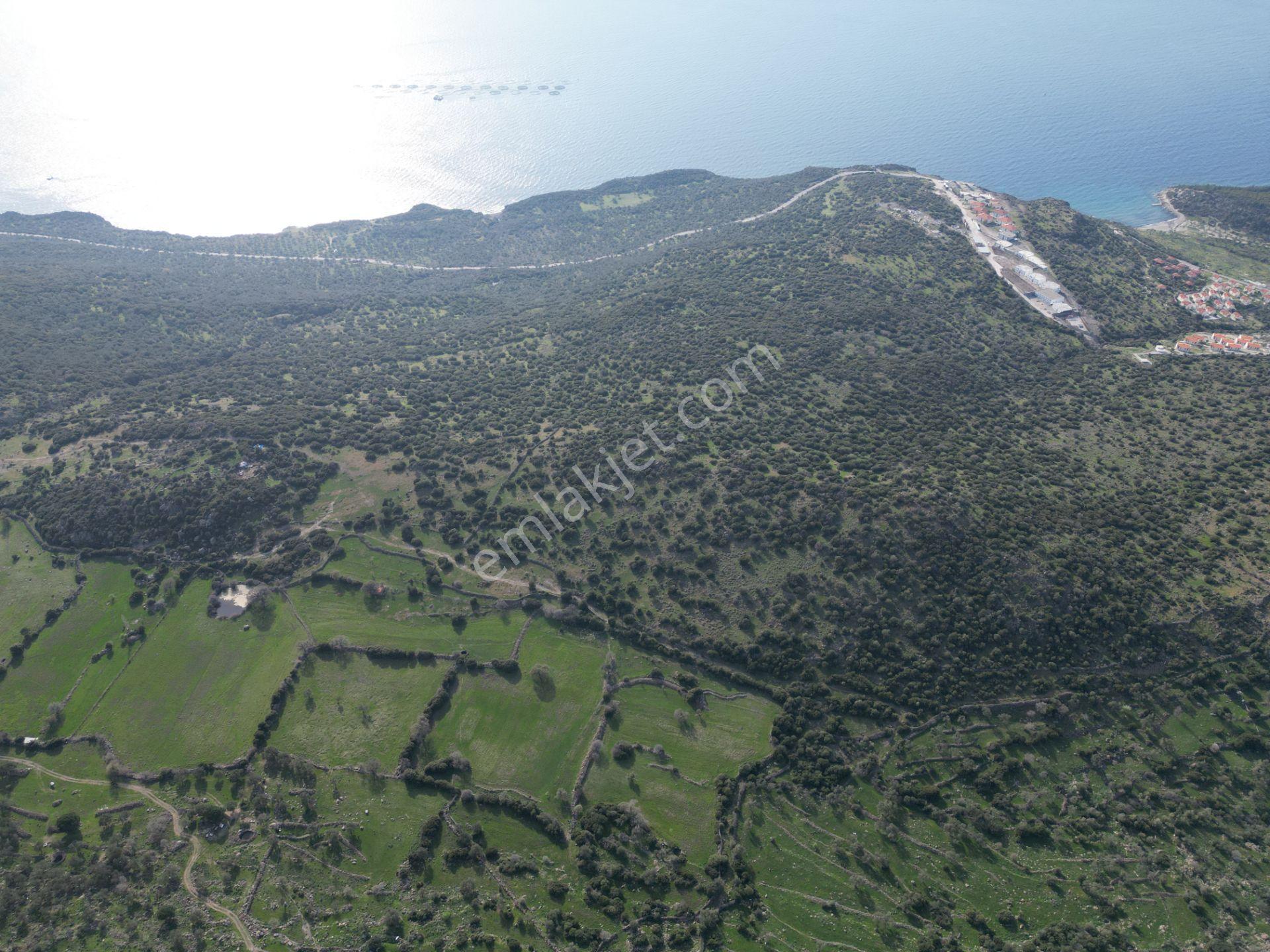Dikili Denizköyde 138.735 M² Deniz Manzaralı Yatırımlık Tarla - Görsel 22