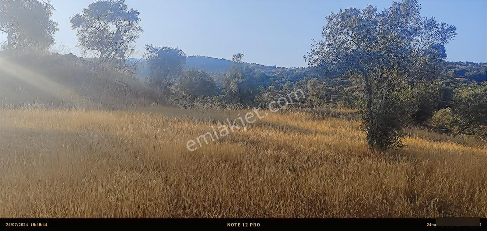 Pınar Emlak Satılık Muğla İli Milas İlçesi Bayır Mah.yola&dere C - Görsel 33