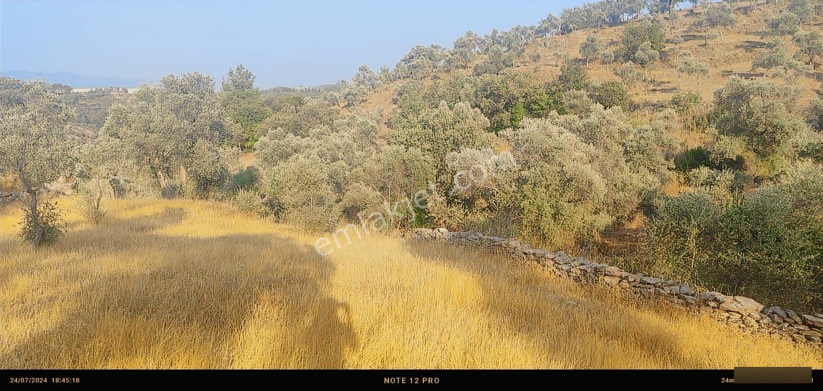Pınar Emlak Satılık Muğla İli Milas İlçesi Bayır Mah.yola&dere C - Görsel 15