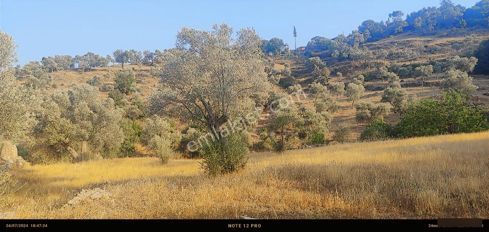 Pınar Emlak Satılık Muğla İli Milas İlçesi Bayır Mah.yola&dere C - Görsel 17